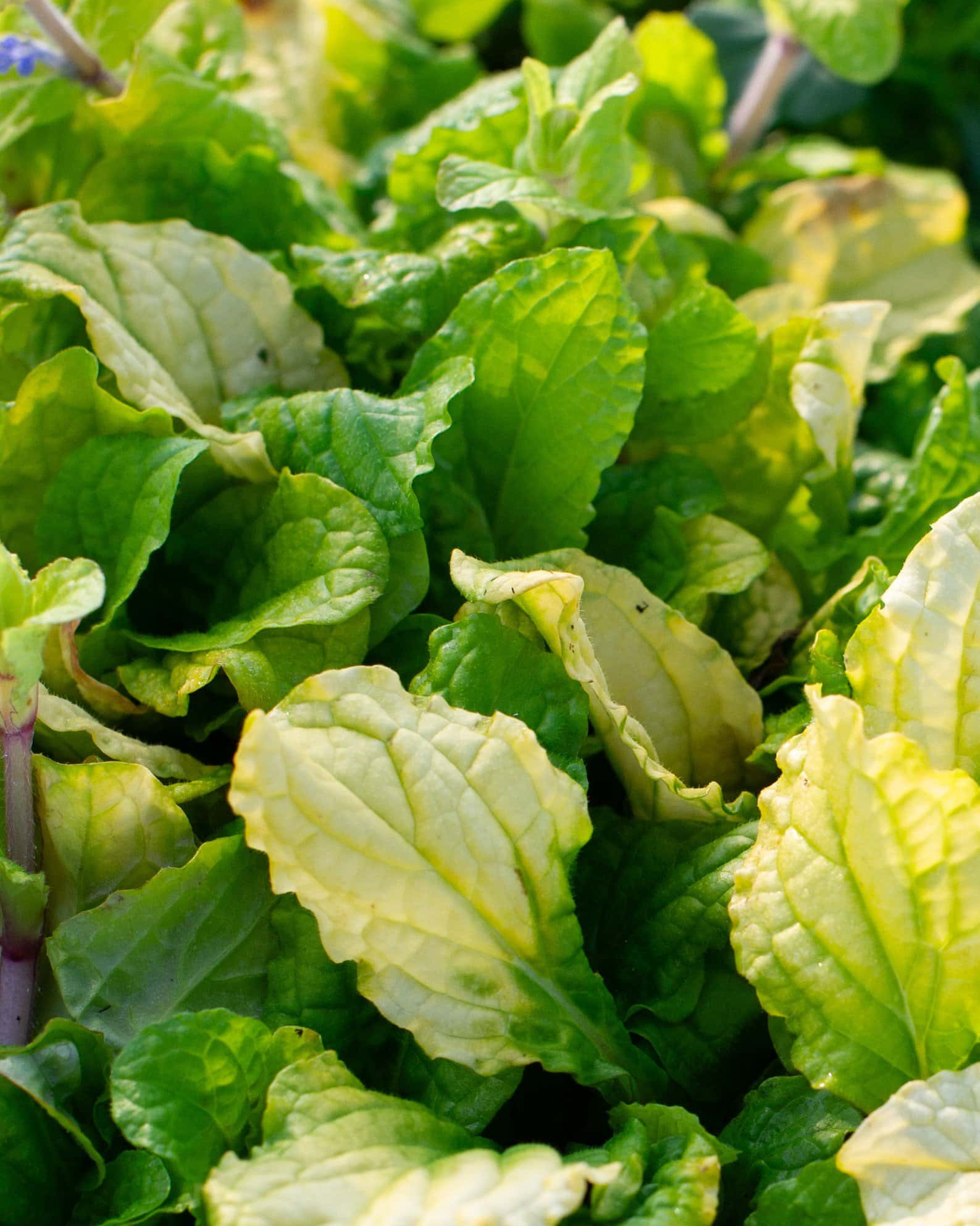 Feathered Friends Tropical Toucan Ajuga - Image 3