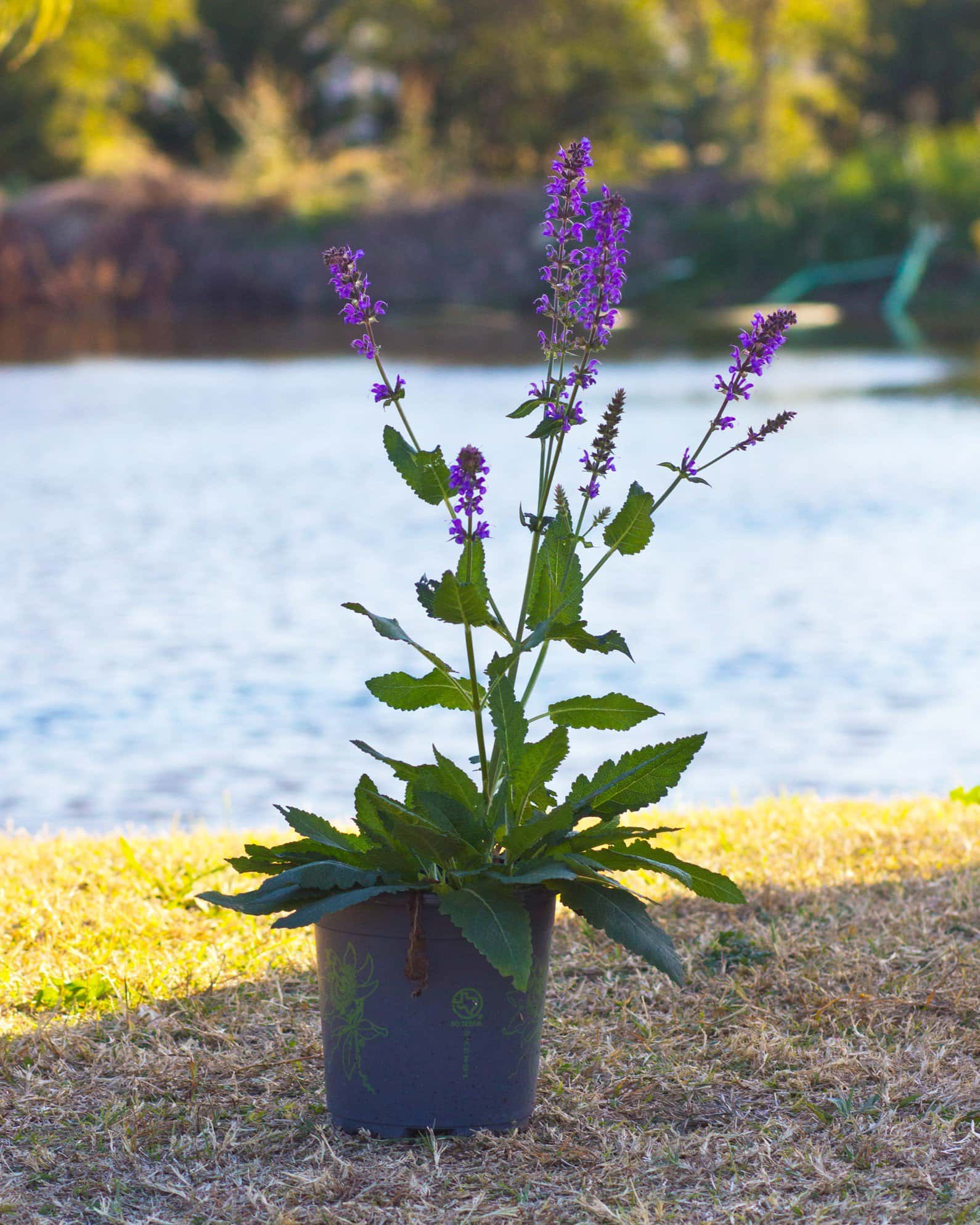 Blue By You Salvia - Image 6