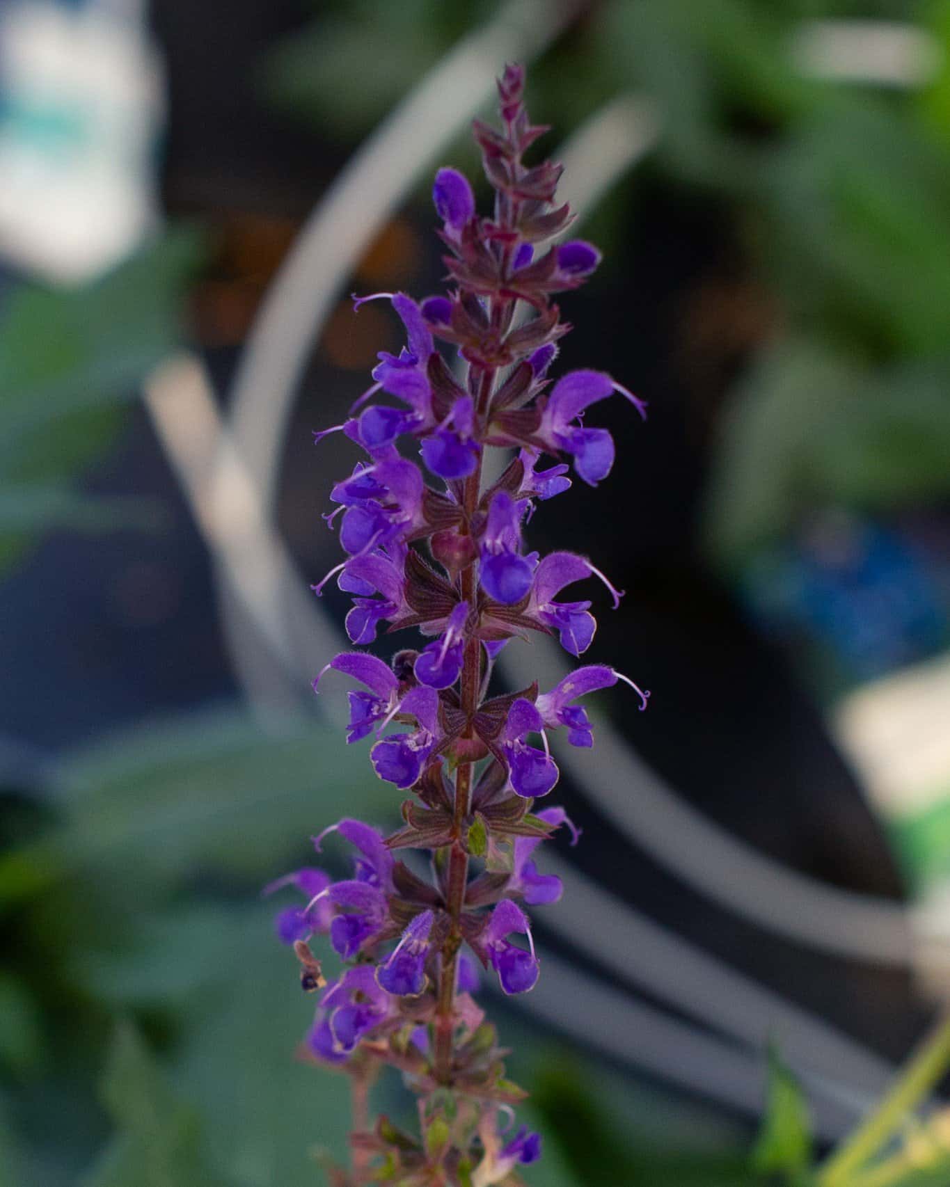 Blue By You Salvia - Image 7