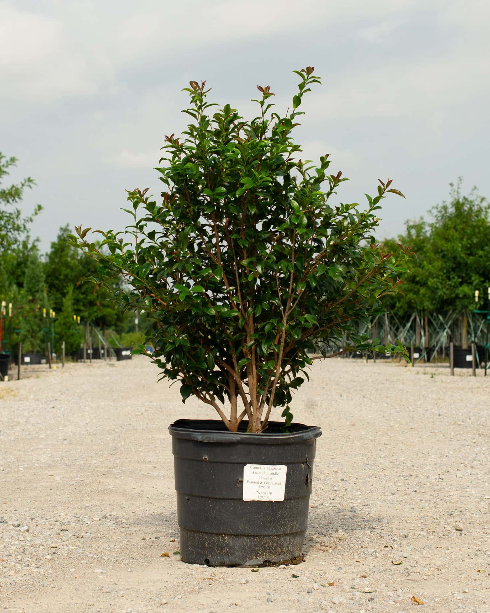 Yuletide Candle Camellia - Image 1