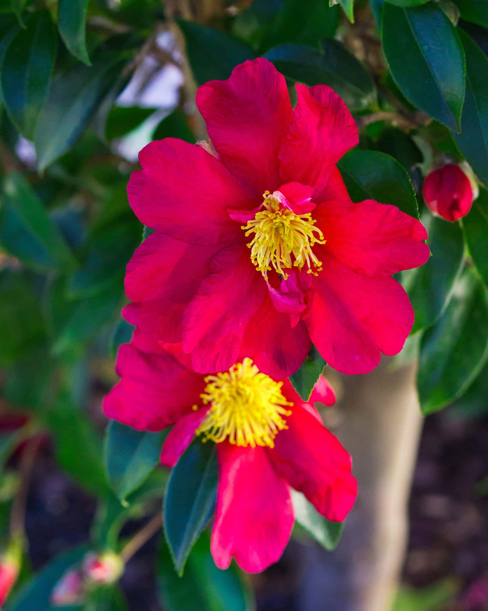 Yuletide Candle Camellia - Image 2