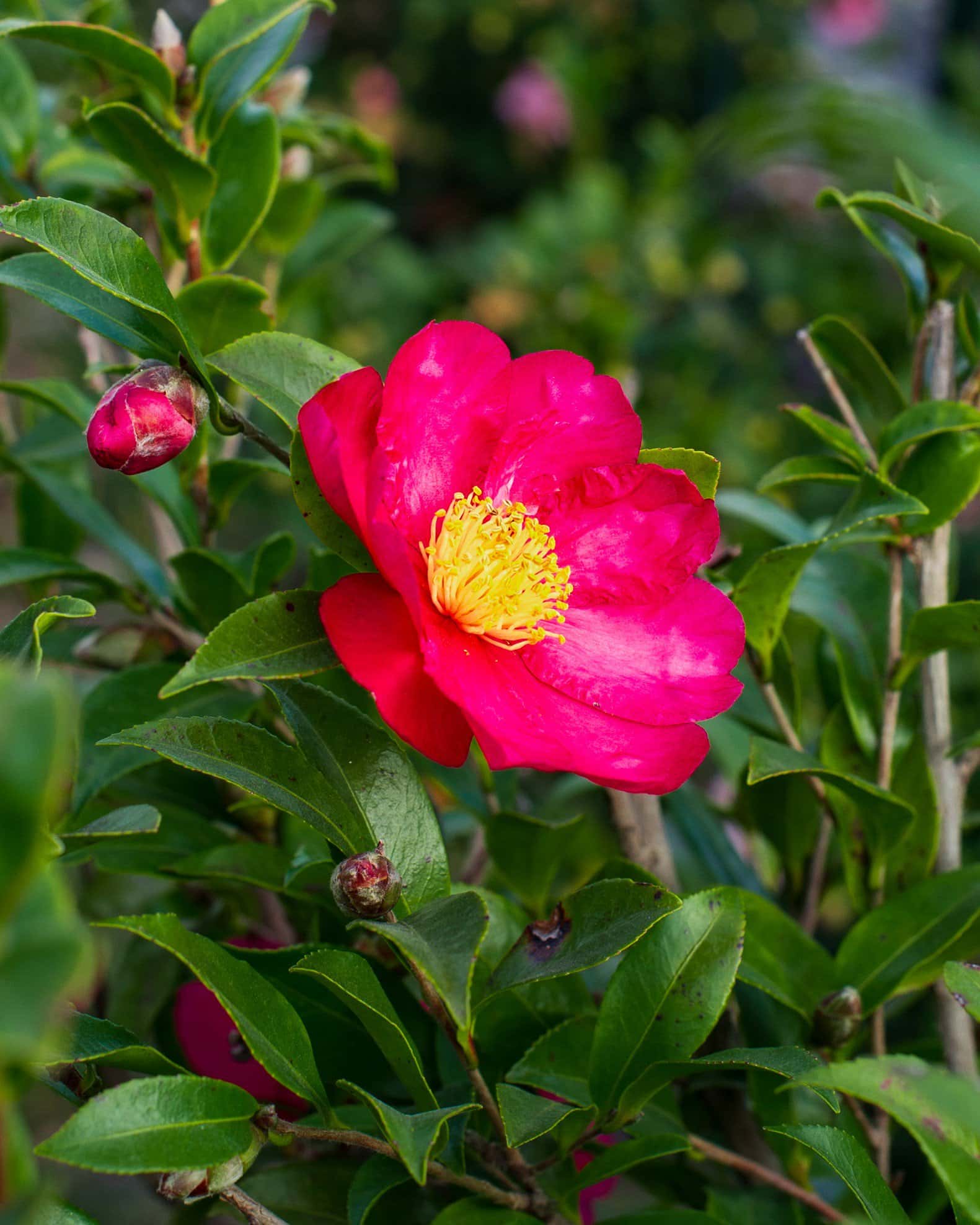 Yuletide Candle Camellia - Image 5