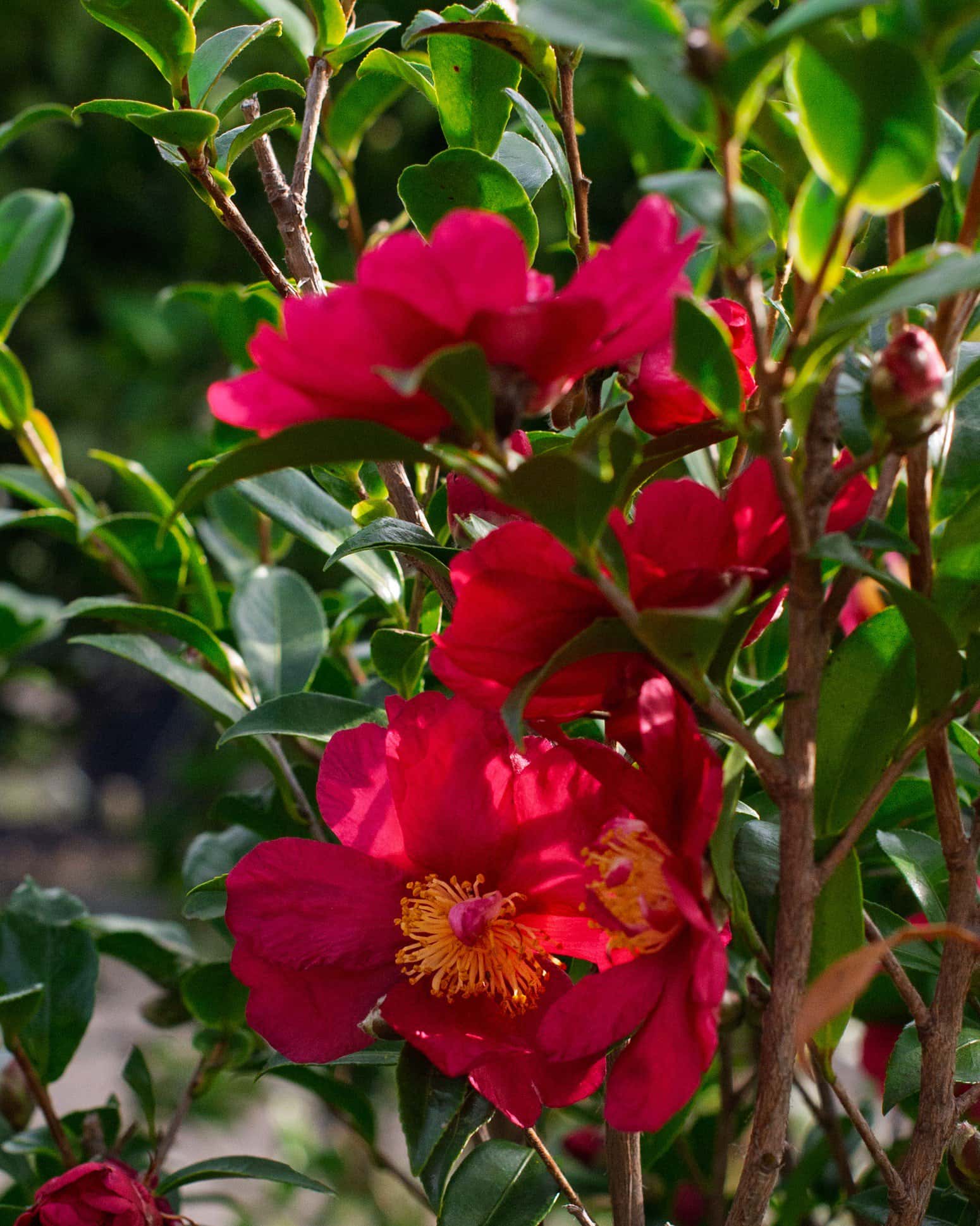 Yuletide Candle Camellia - Image 6