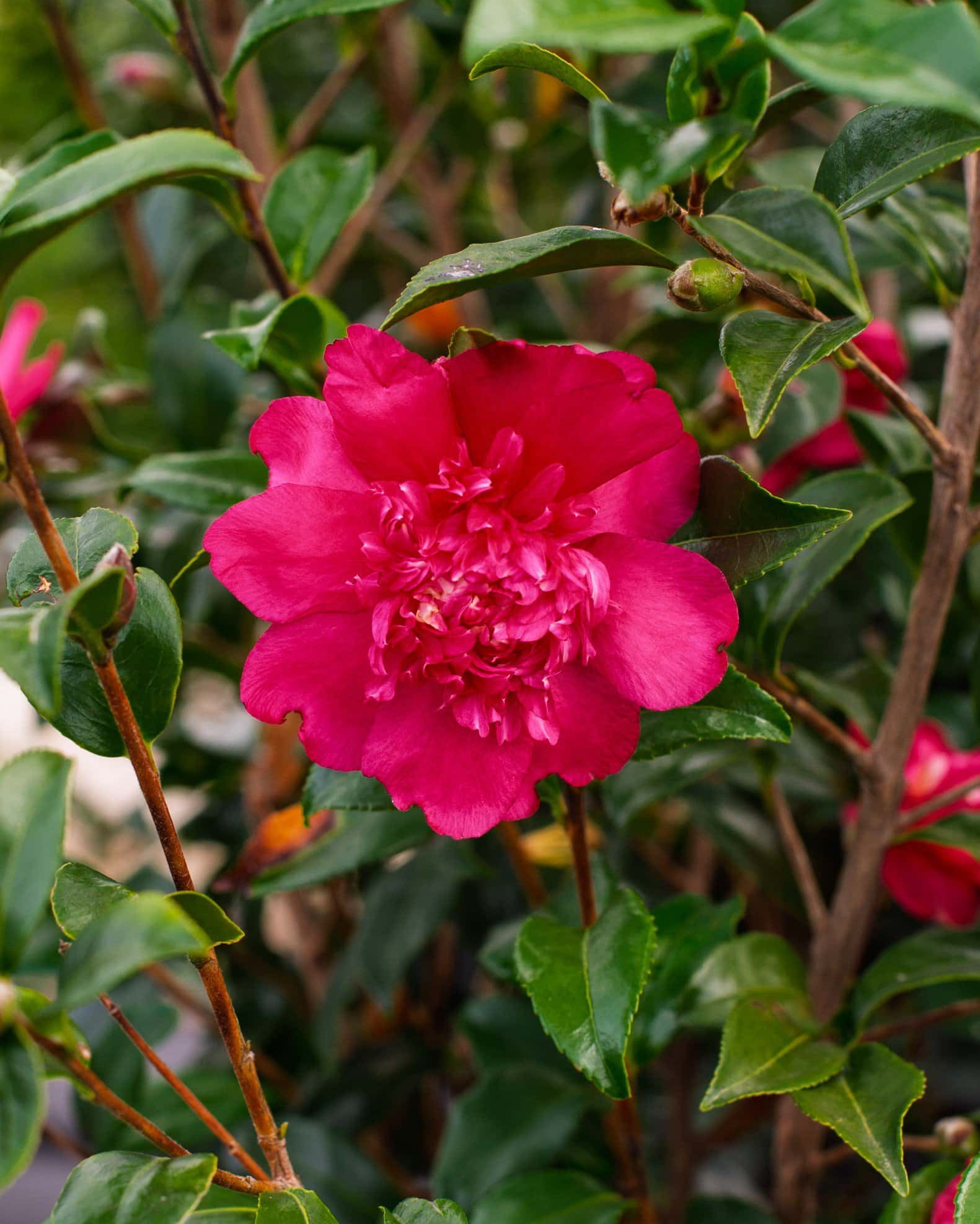 Yuletide Candle Camellia - Image 7