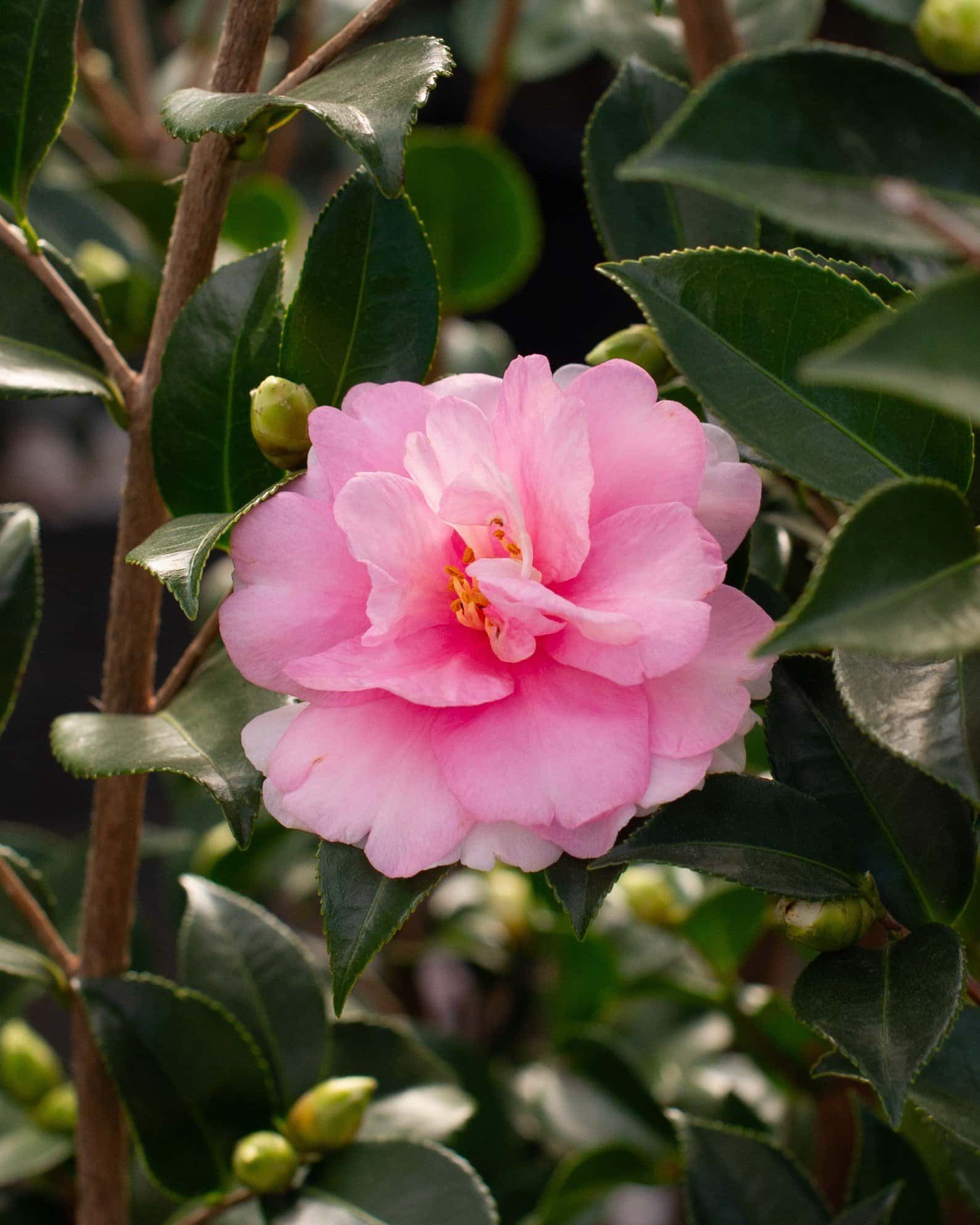 Dream Weaver Camellia - Main Image