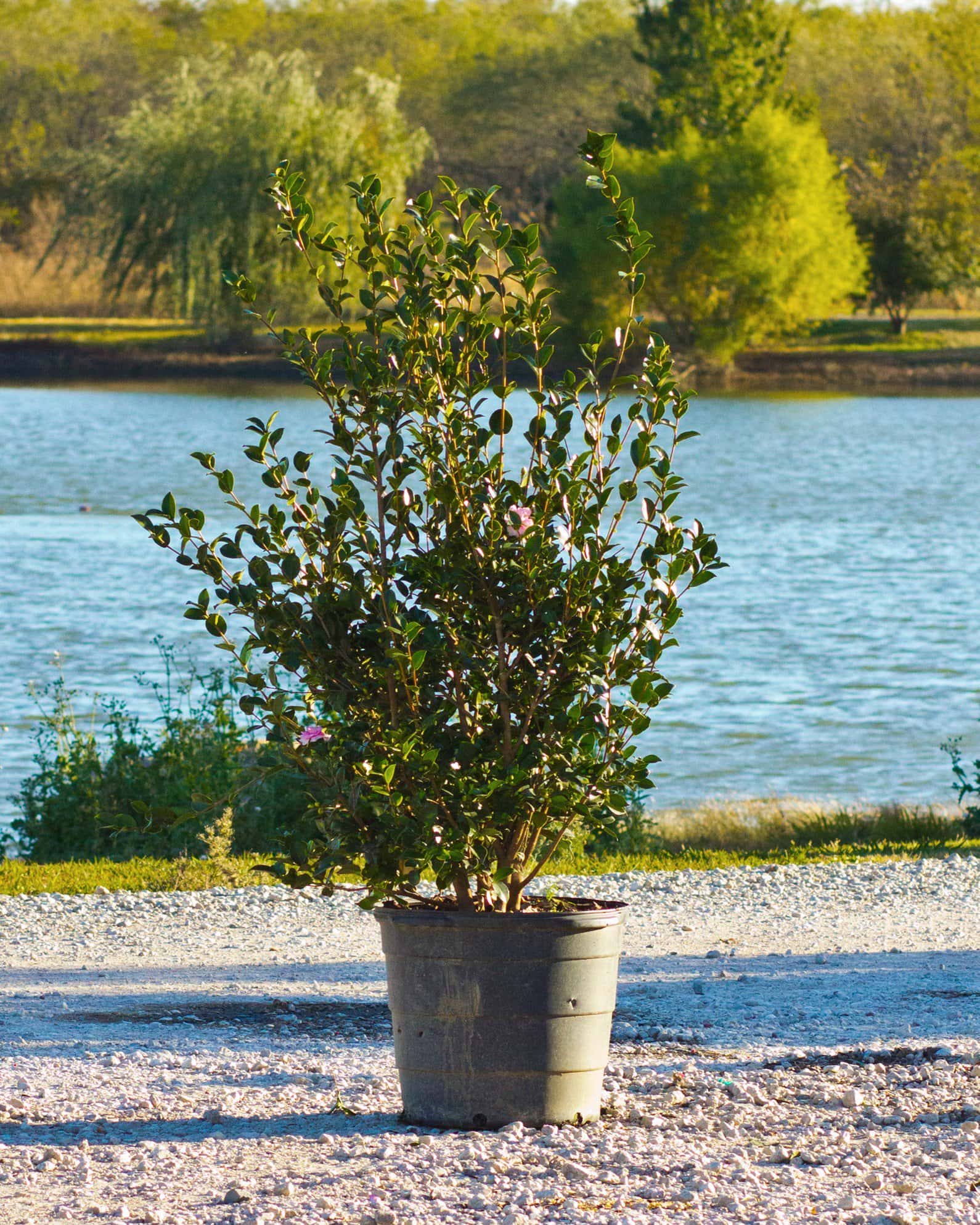 Dream Weaver Camellia - Image 1