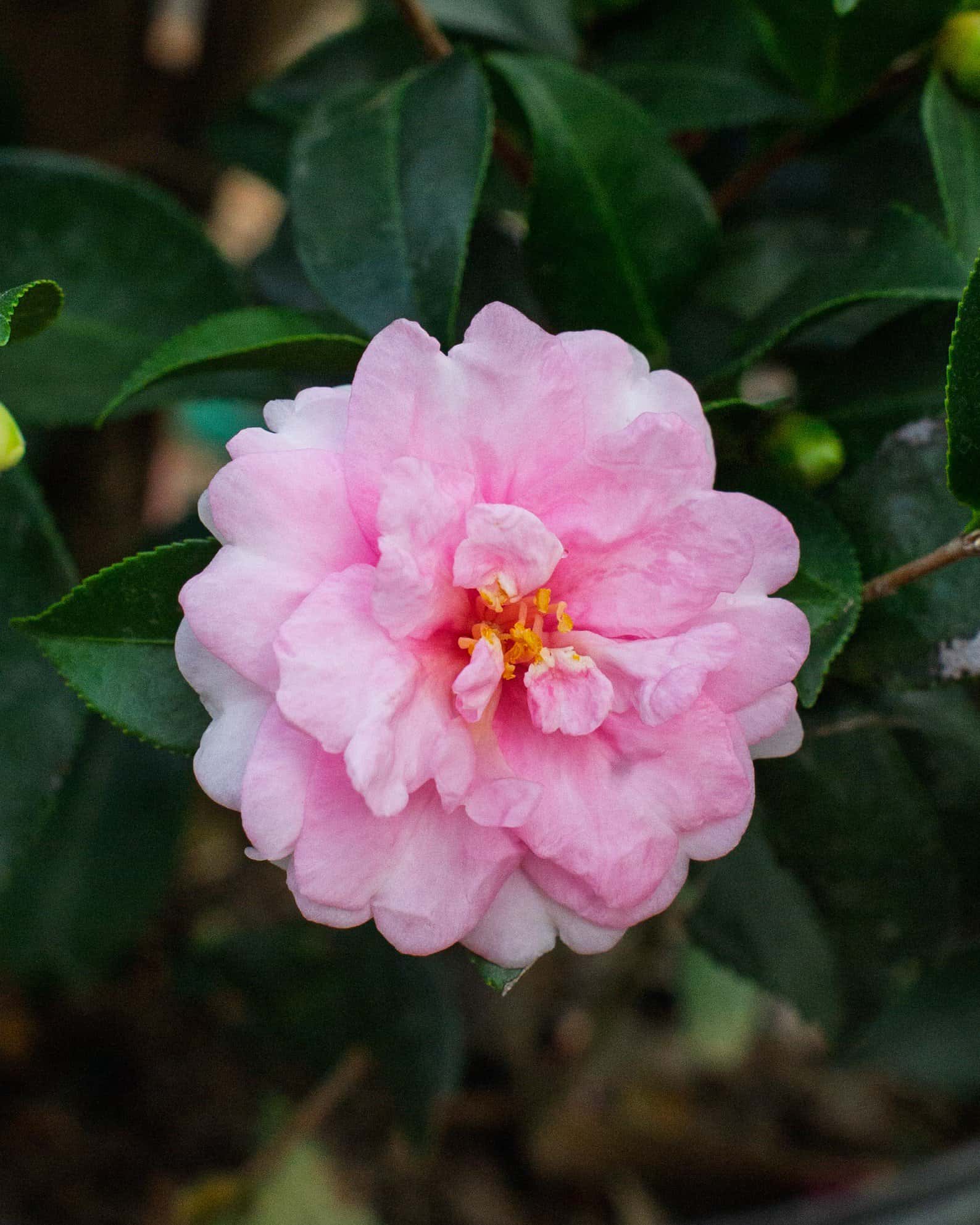 Dream Weaver Camellia - Image 2