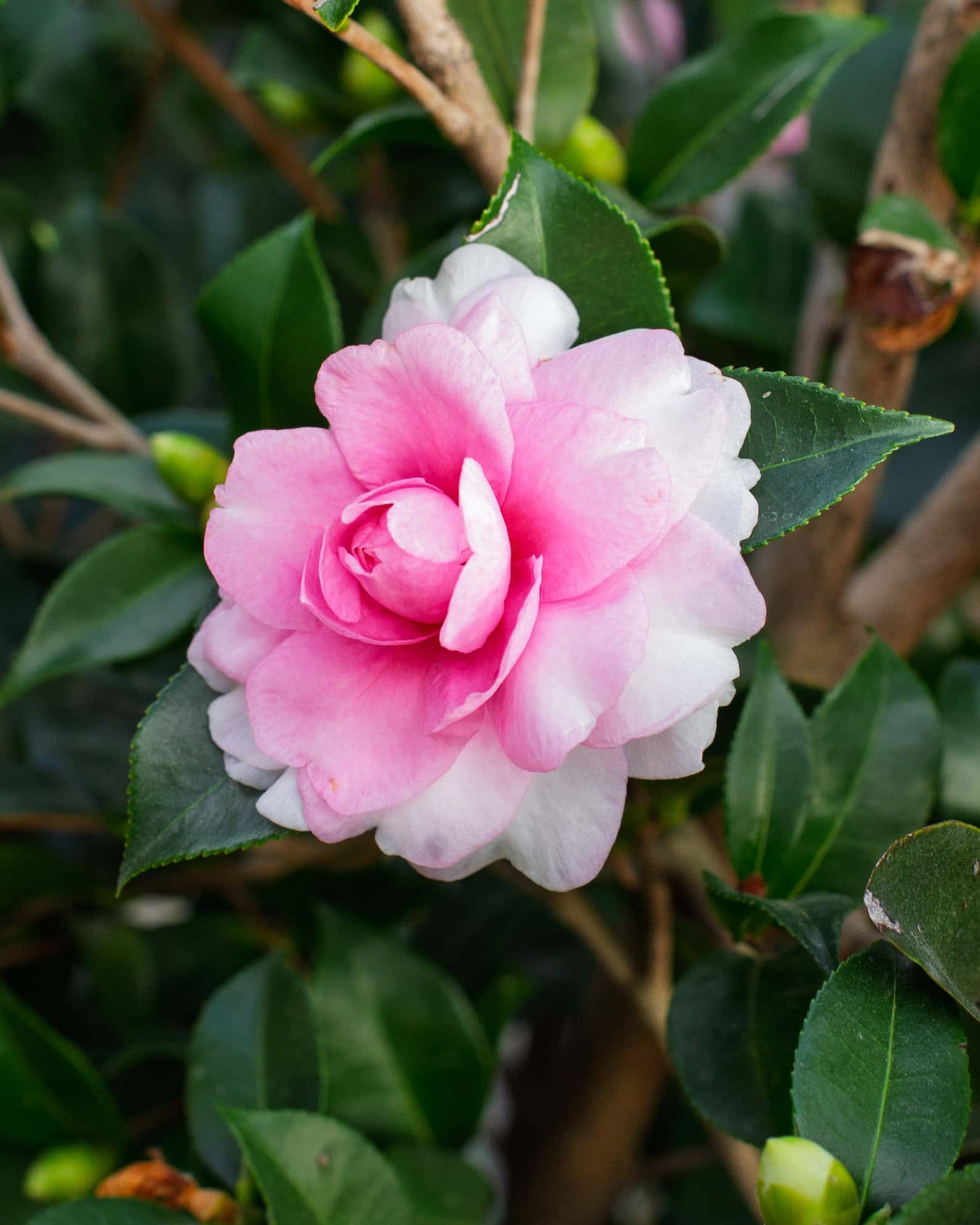 Dream Weaver Camellia - Image 3