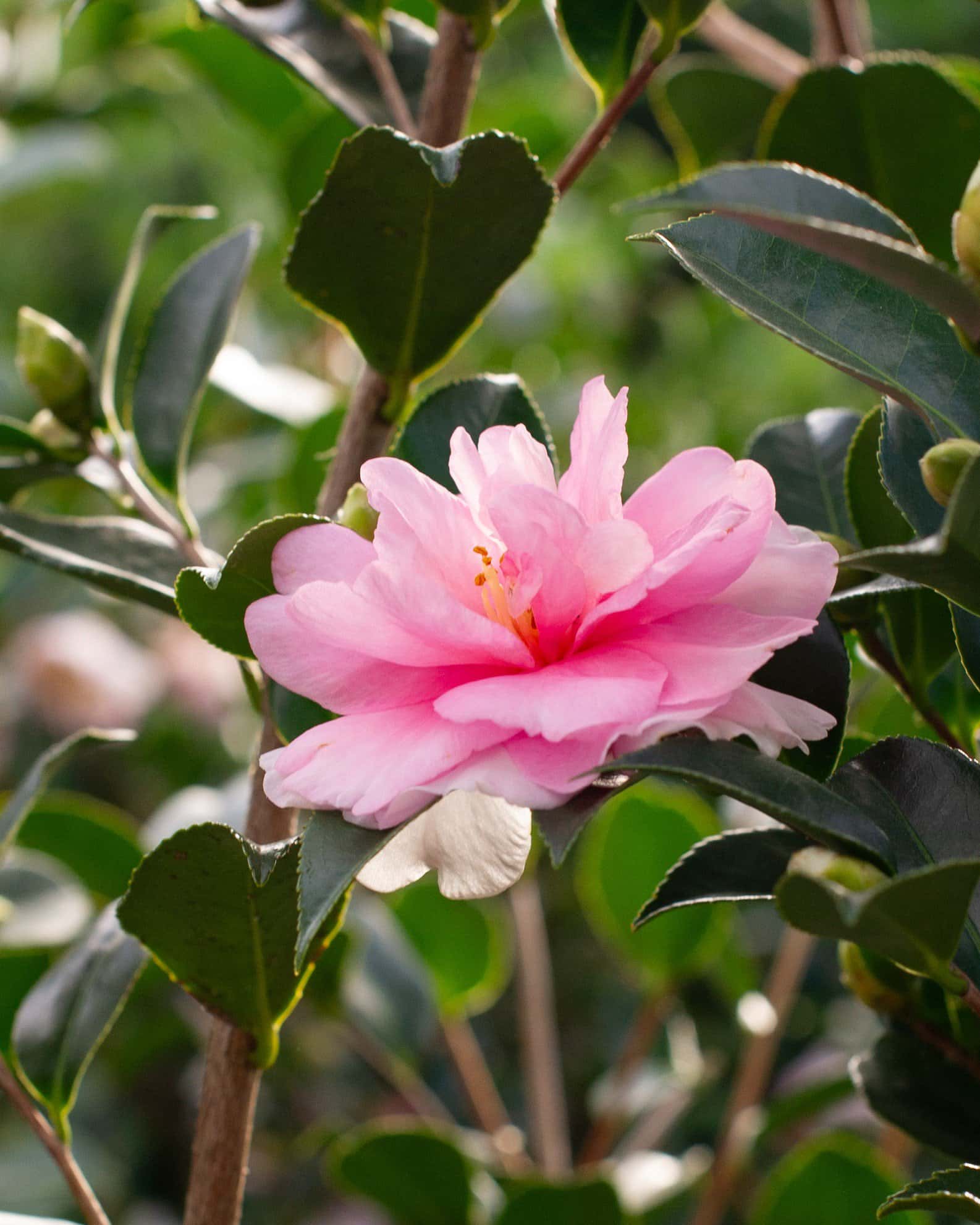 Dream Weaver Camellia - Image 5