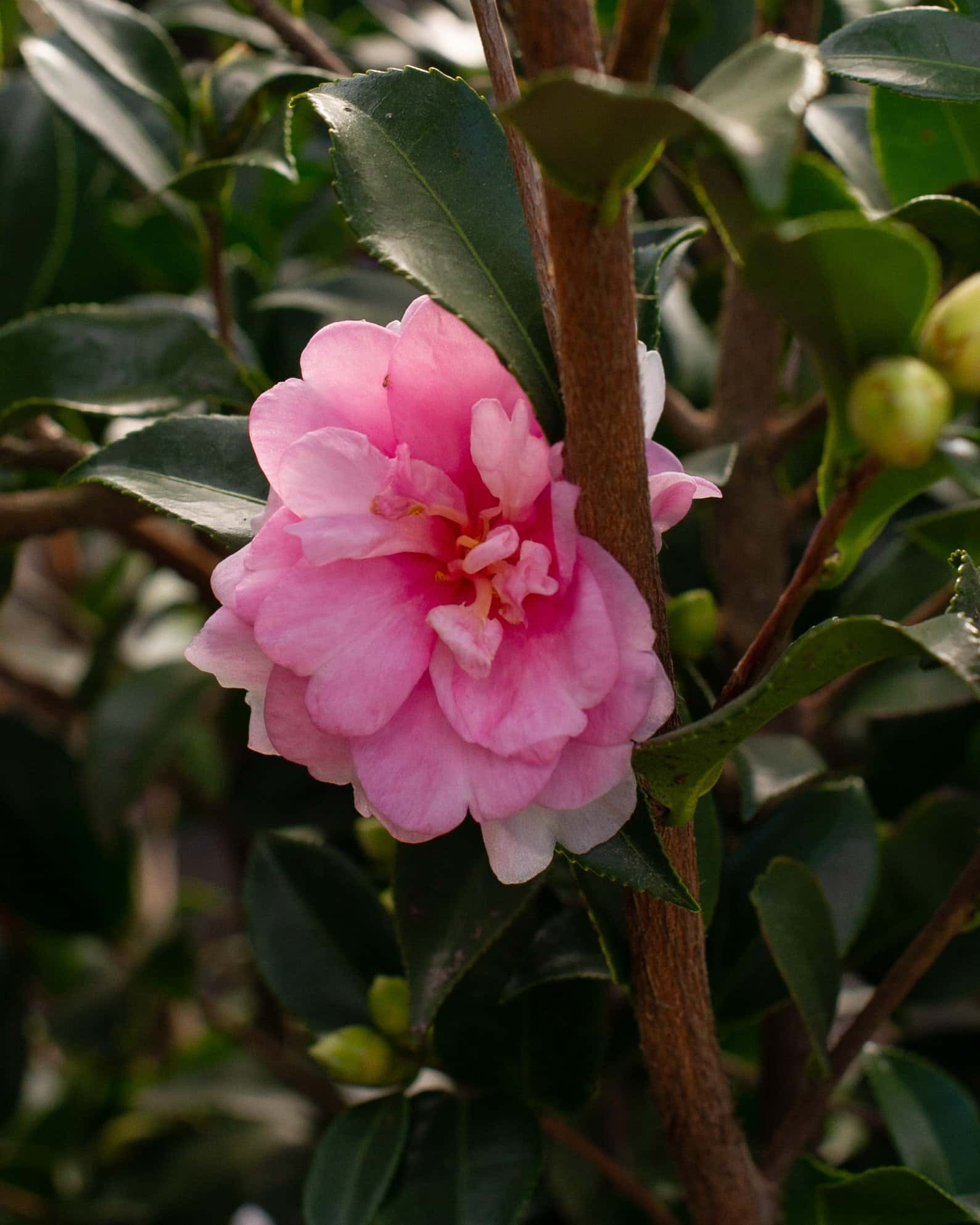 Dream Weaver Camellia - Image 6