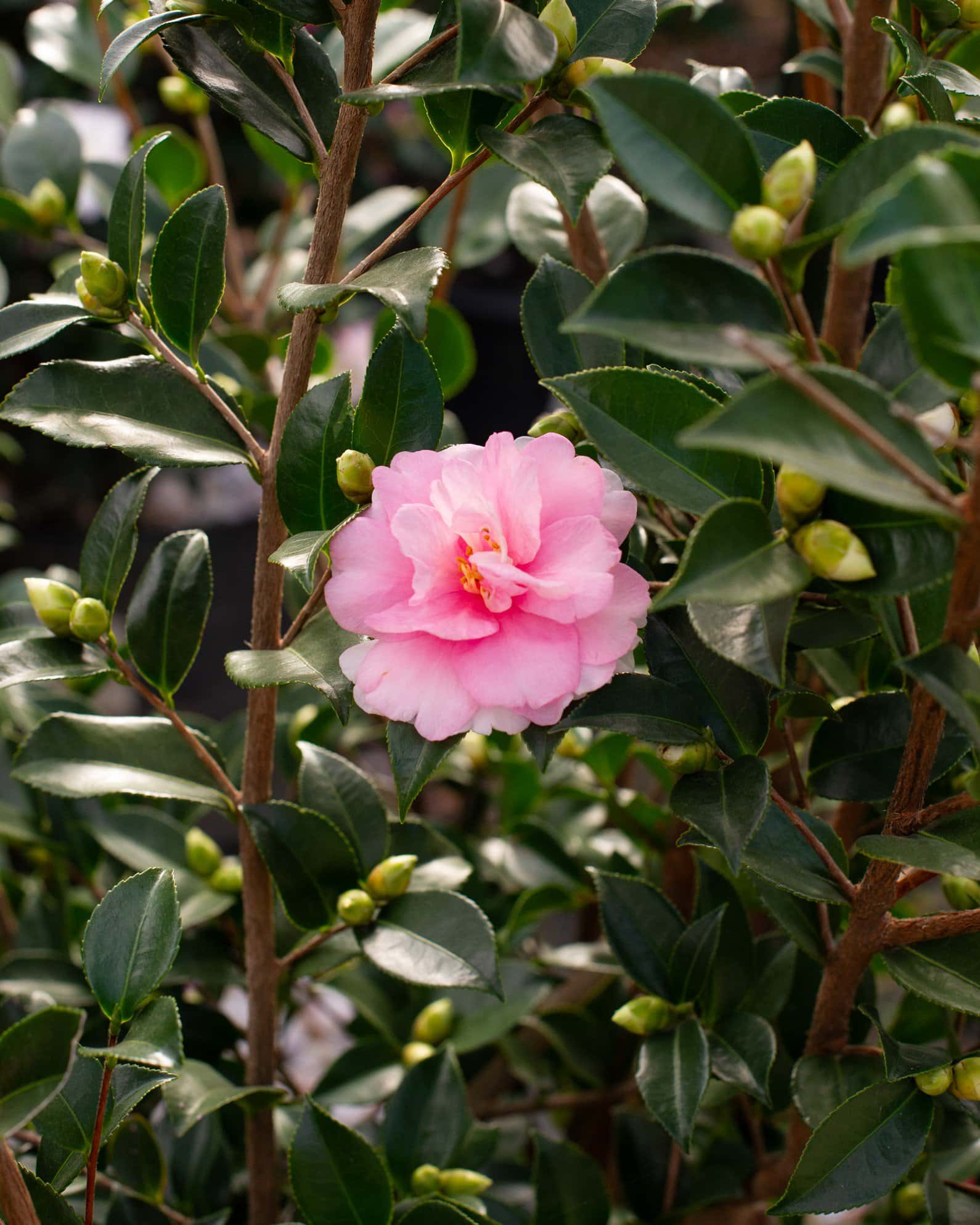 Dream Weaver Camellia - Image 7
