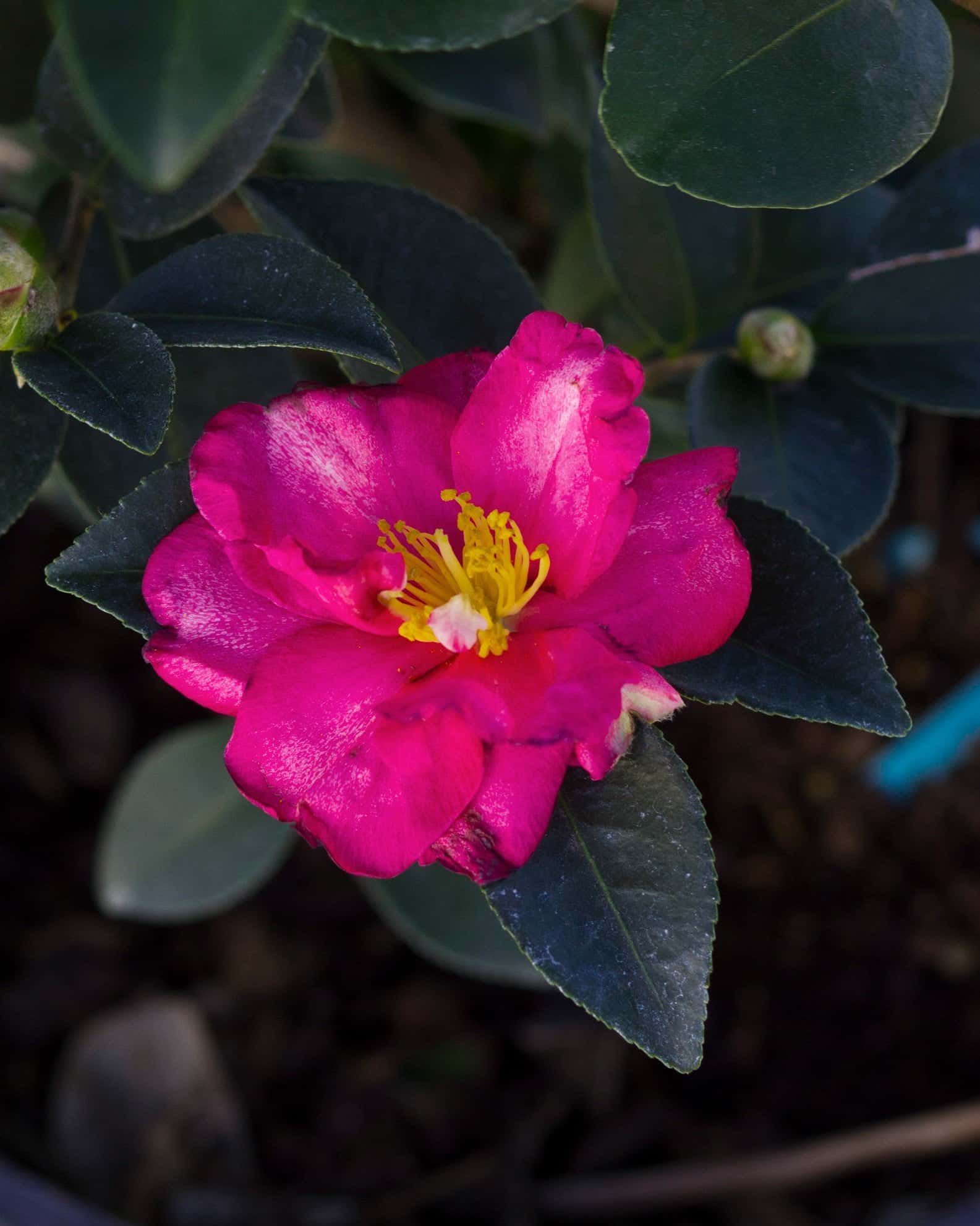 Kanjiro Camellia - Image 4
