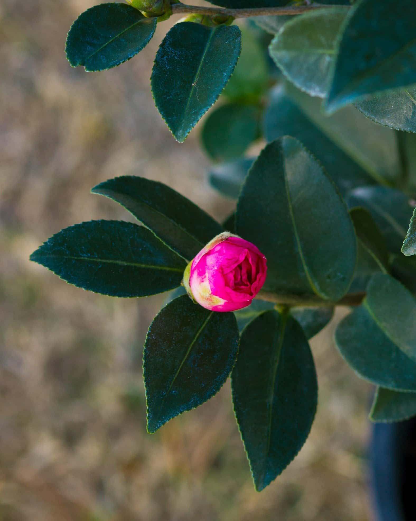 Kanjiro Camellia - Image 5