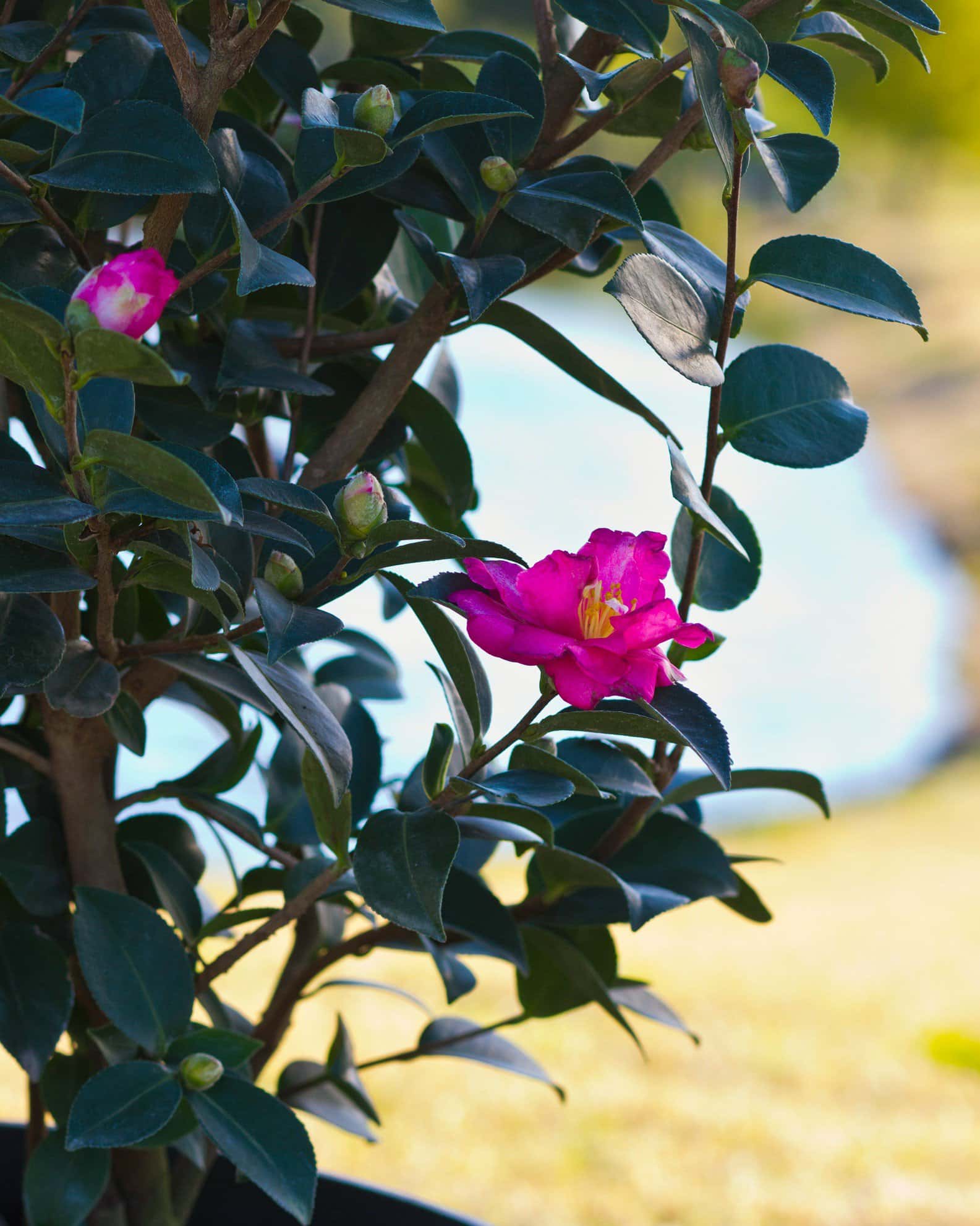 Kanjiro Camellia - Image 6