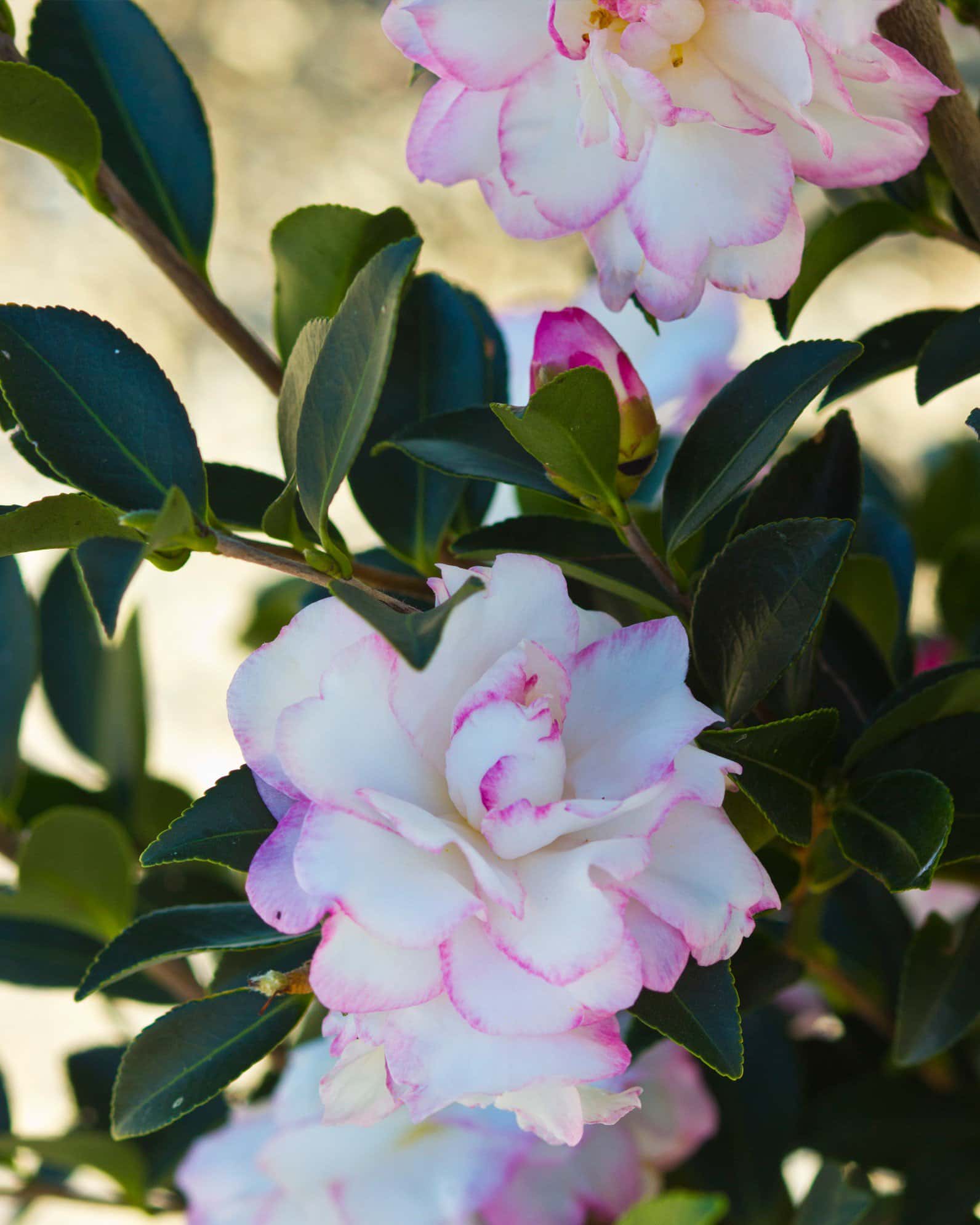 Moonshadow Camellia - Image 2