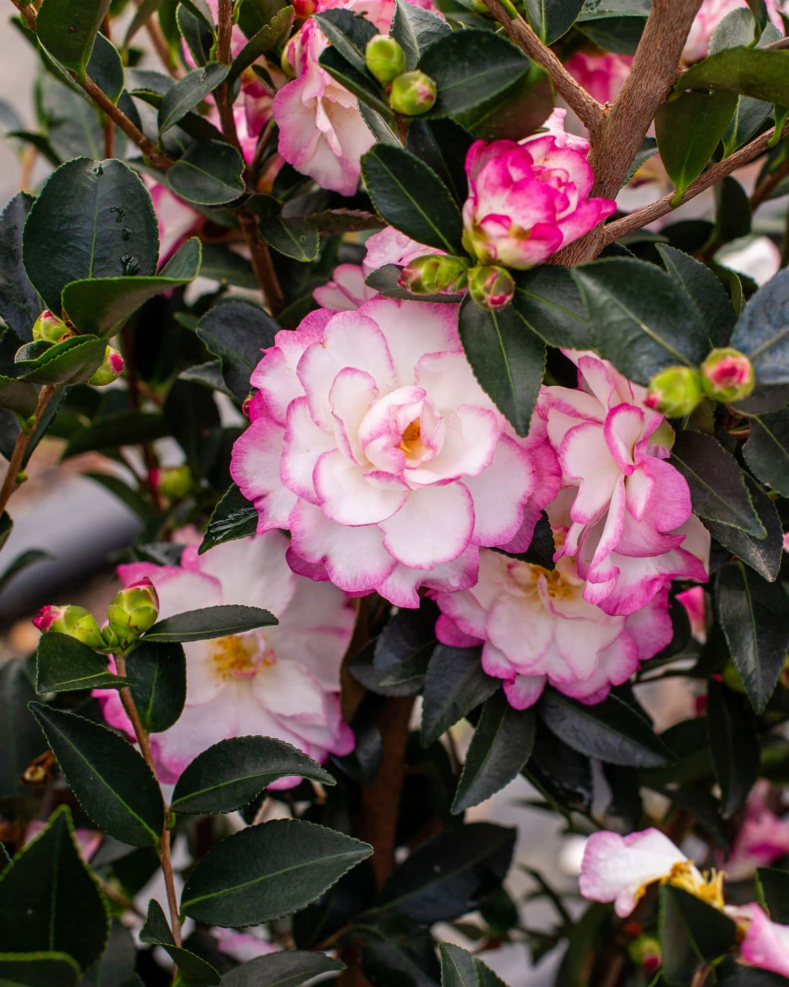Moonshadow Camellia - Image 5