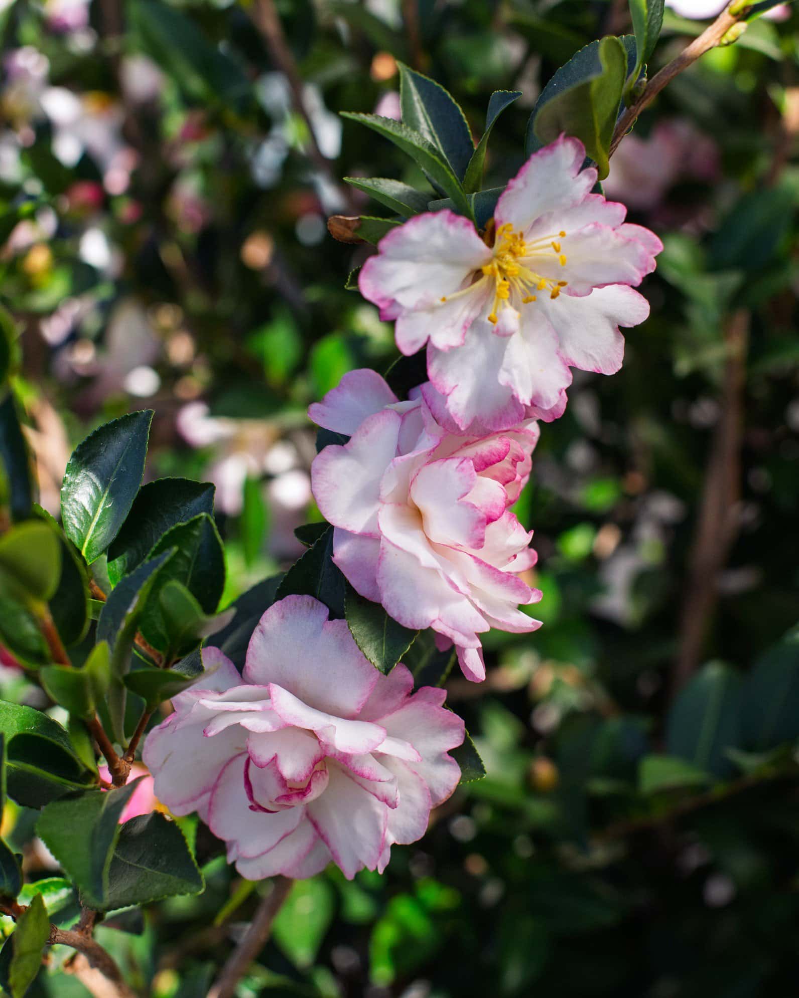 Moonshadow Camellia - Image 6