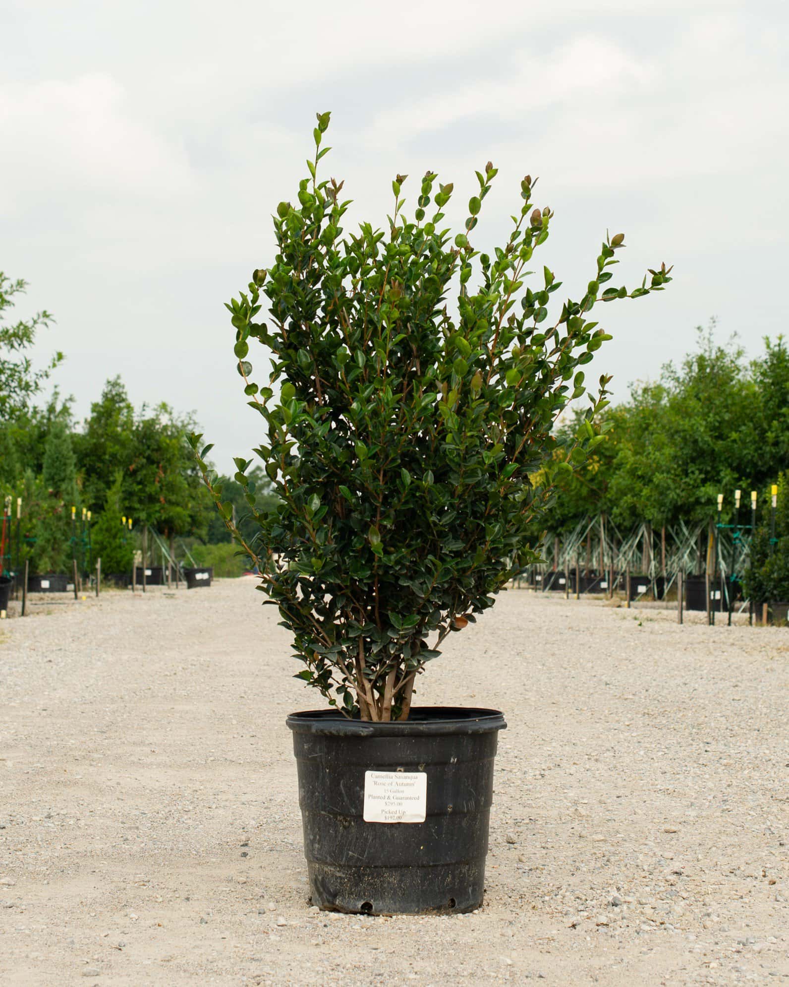 Rose of Autumn Camellia - Image 2