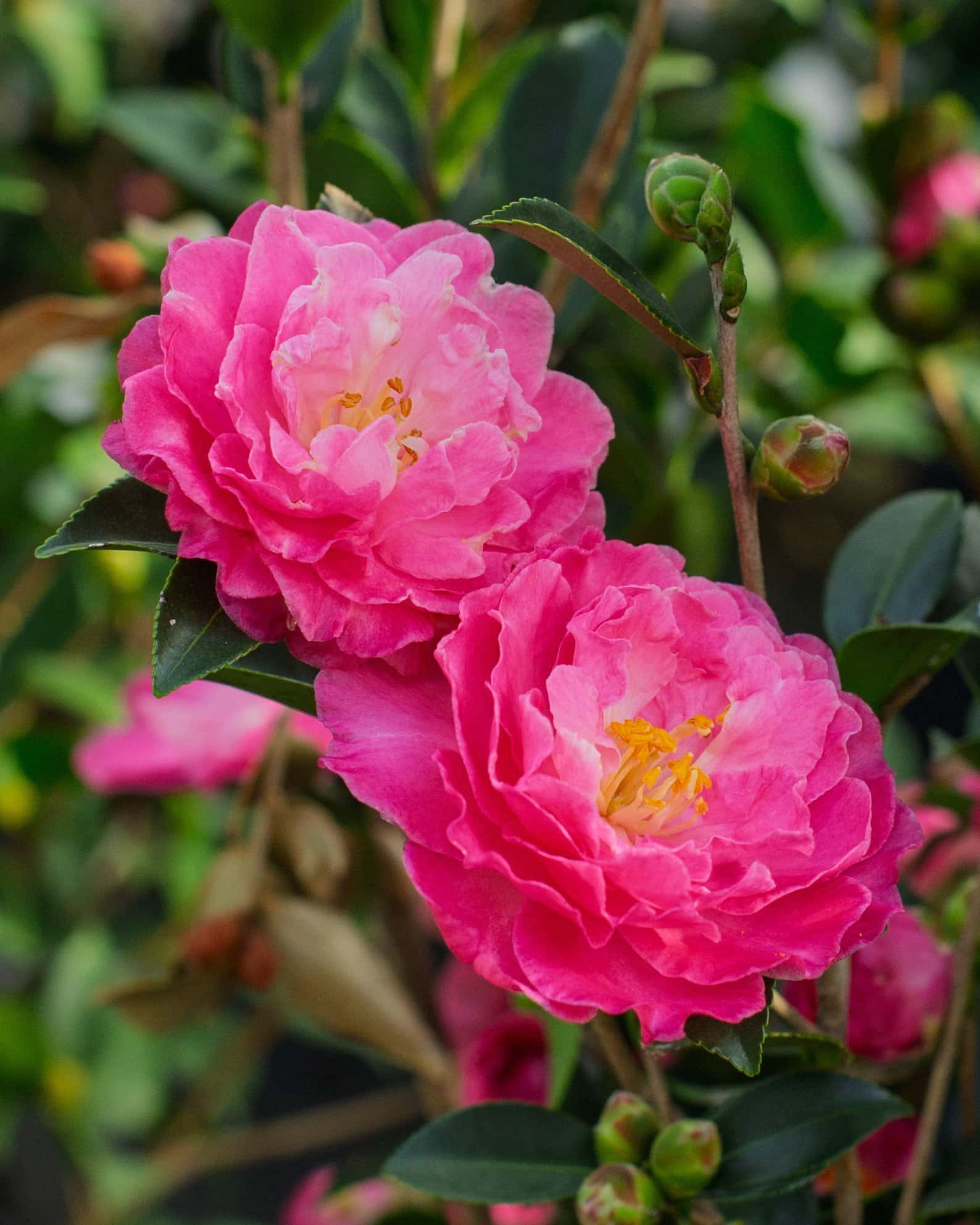 Rose of Autumn Camellia - Image 3