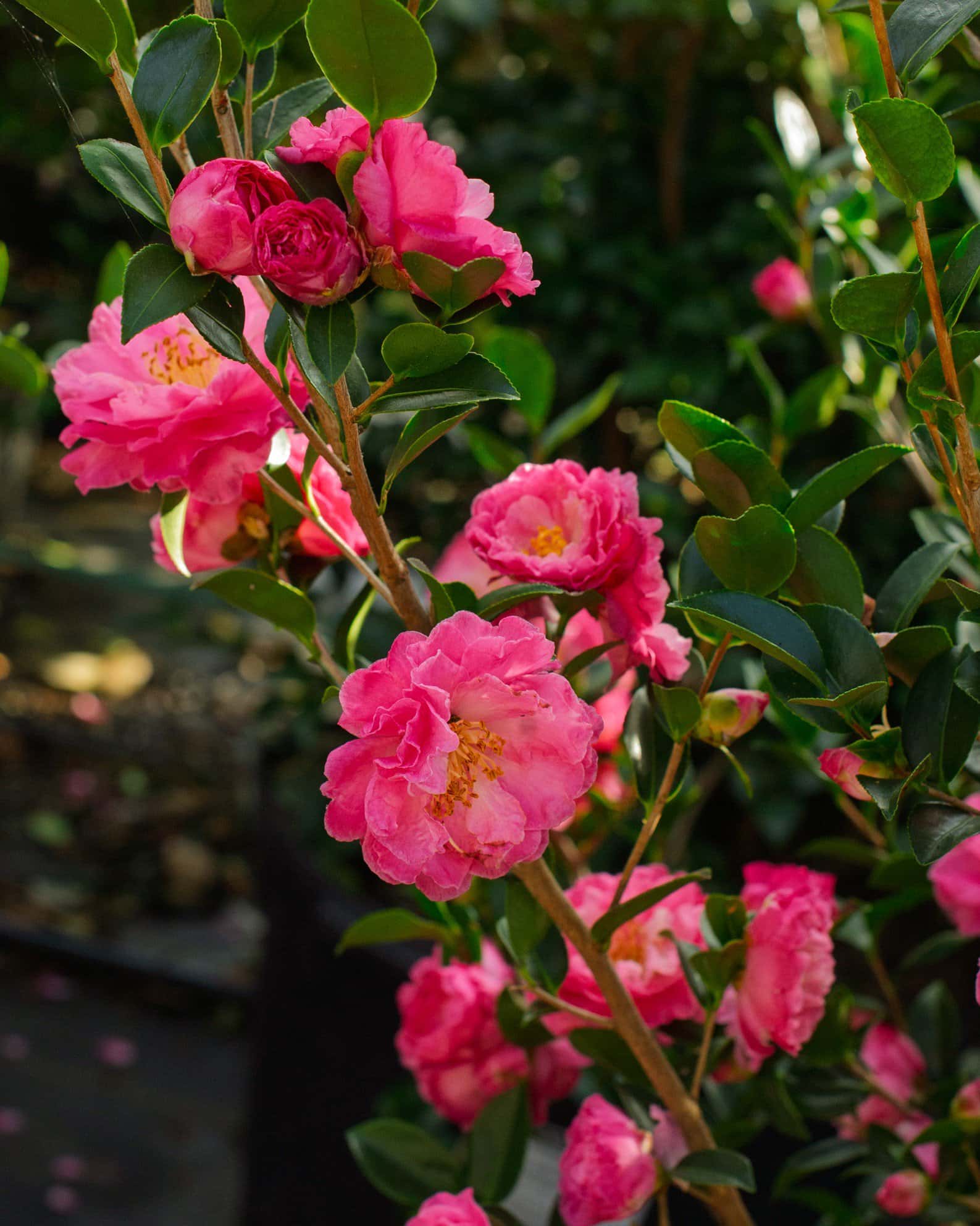 Rose of Autumn Camellia - Image 5