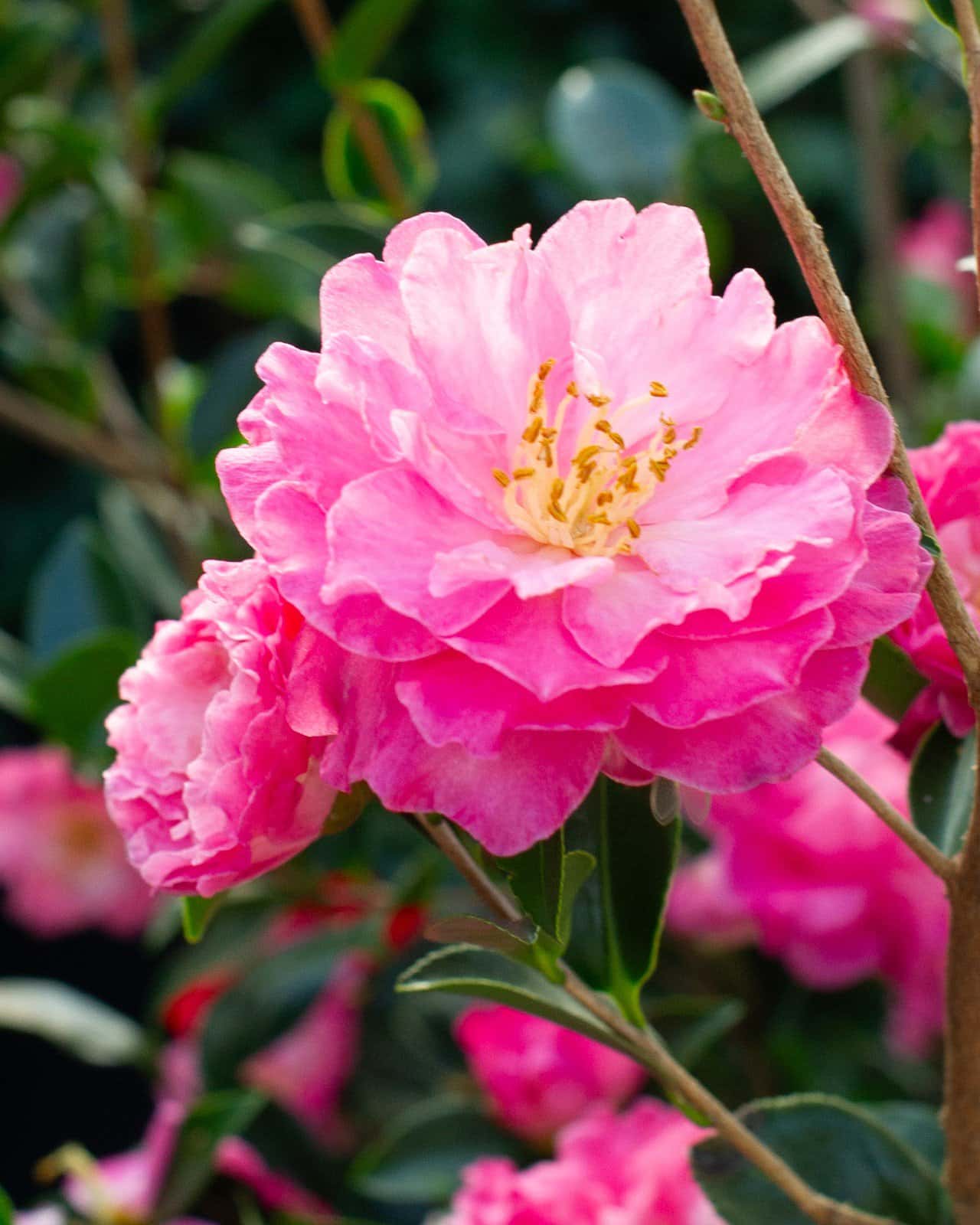 Rose of Autumn Camellia - Image 6