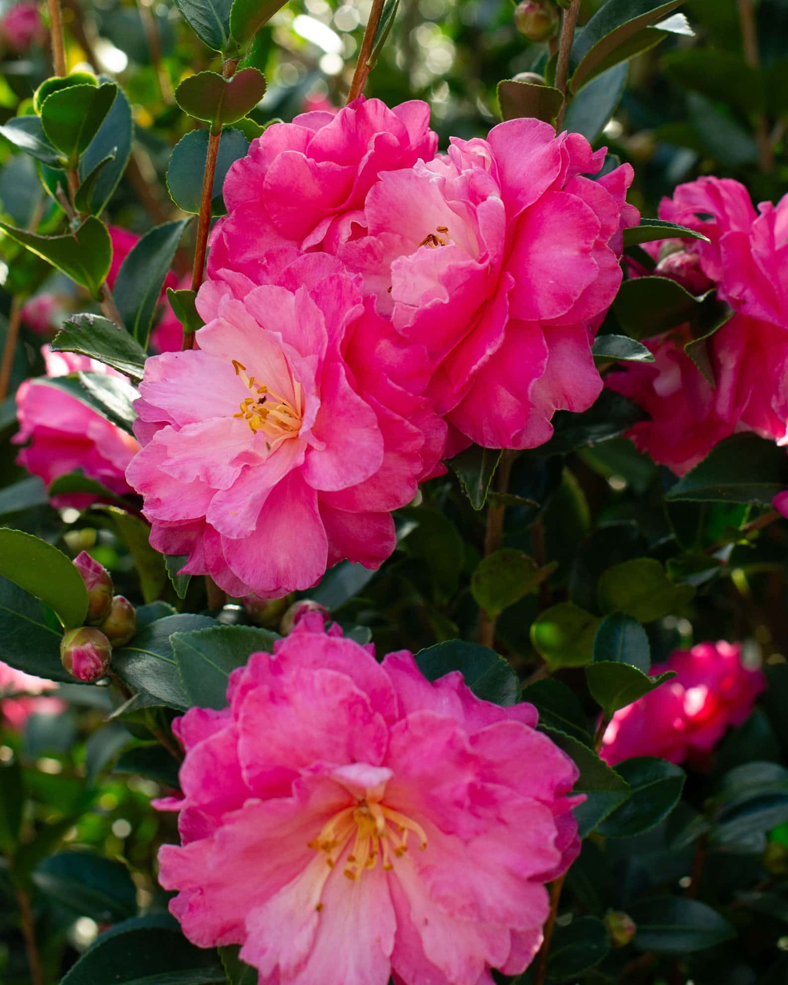 Rose of Autumn Camellia - Image 7