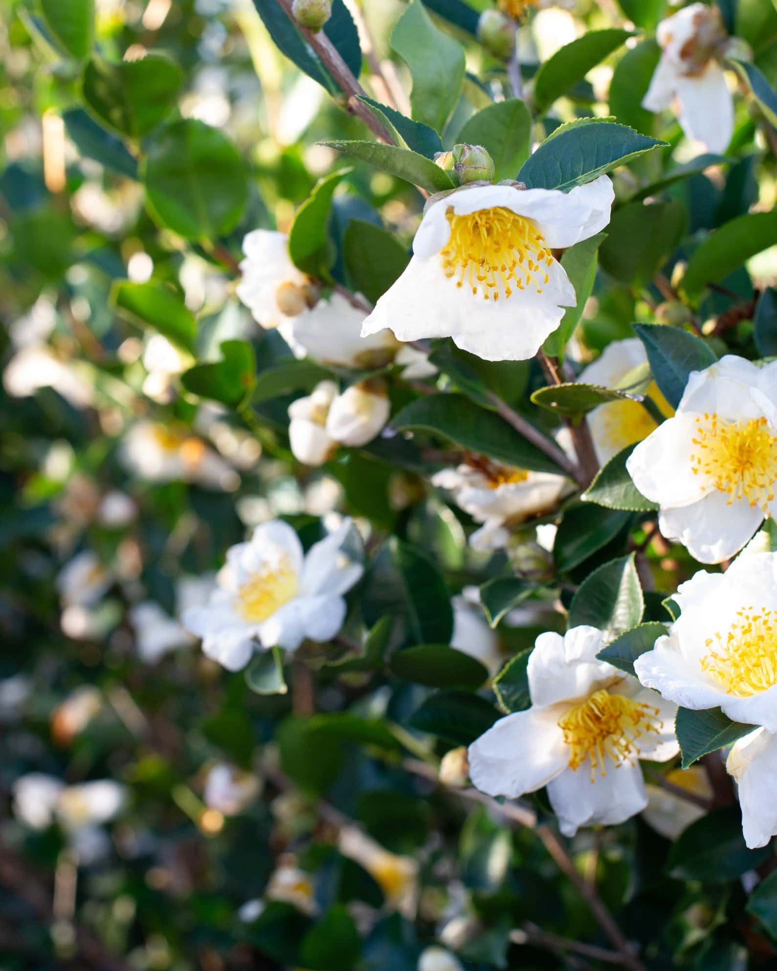 Daydream Believer Camellia - Image 5