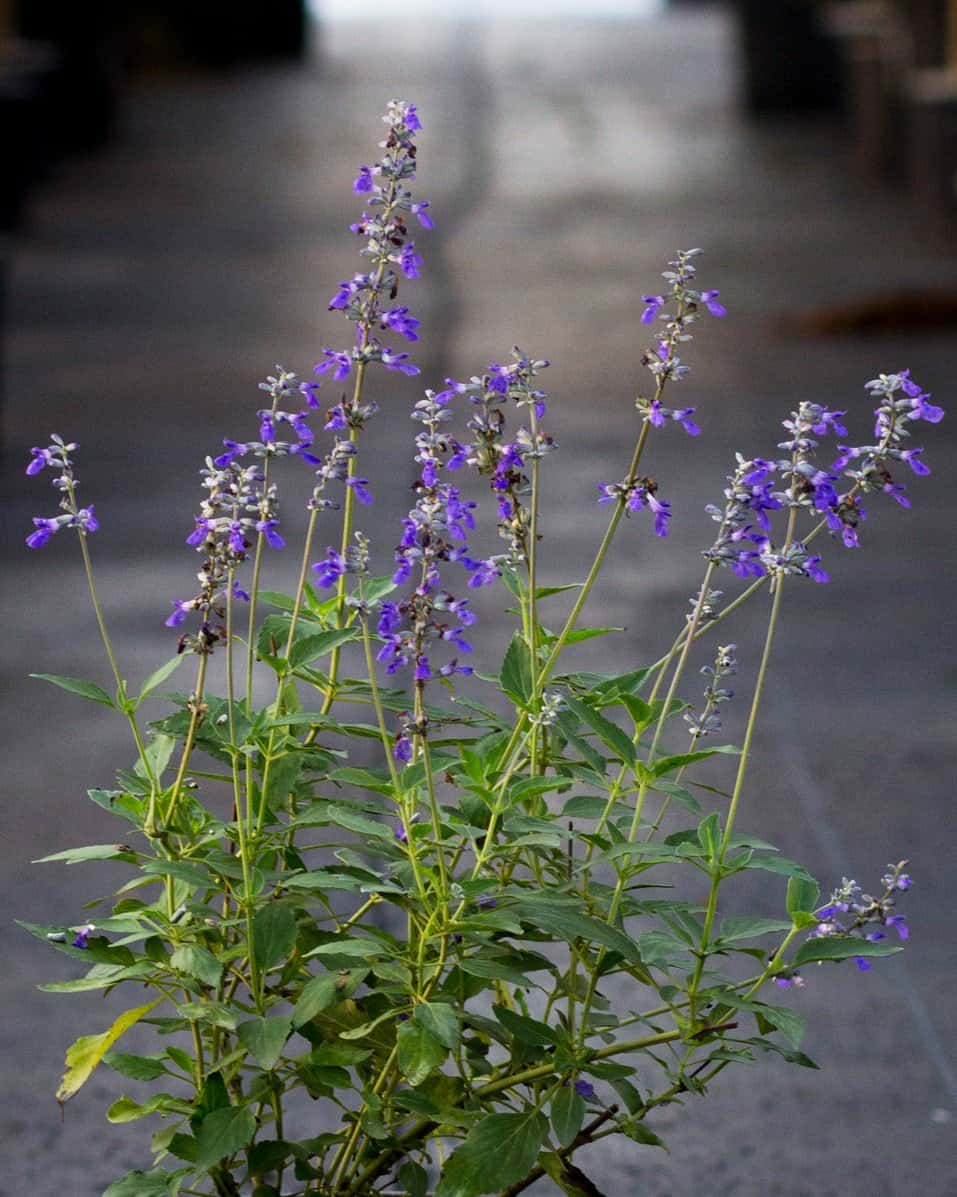 Henry Duelberg Salvia - Main Image