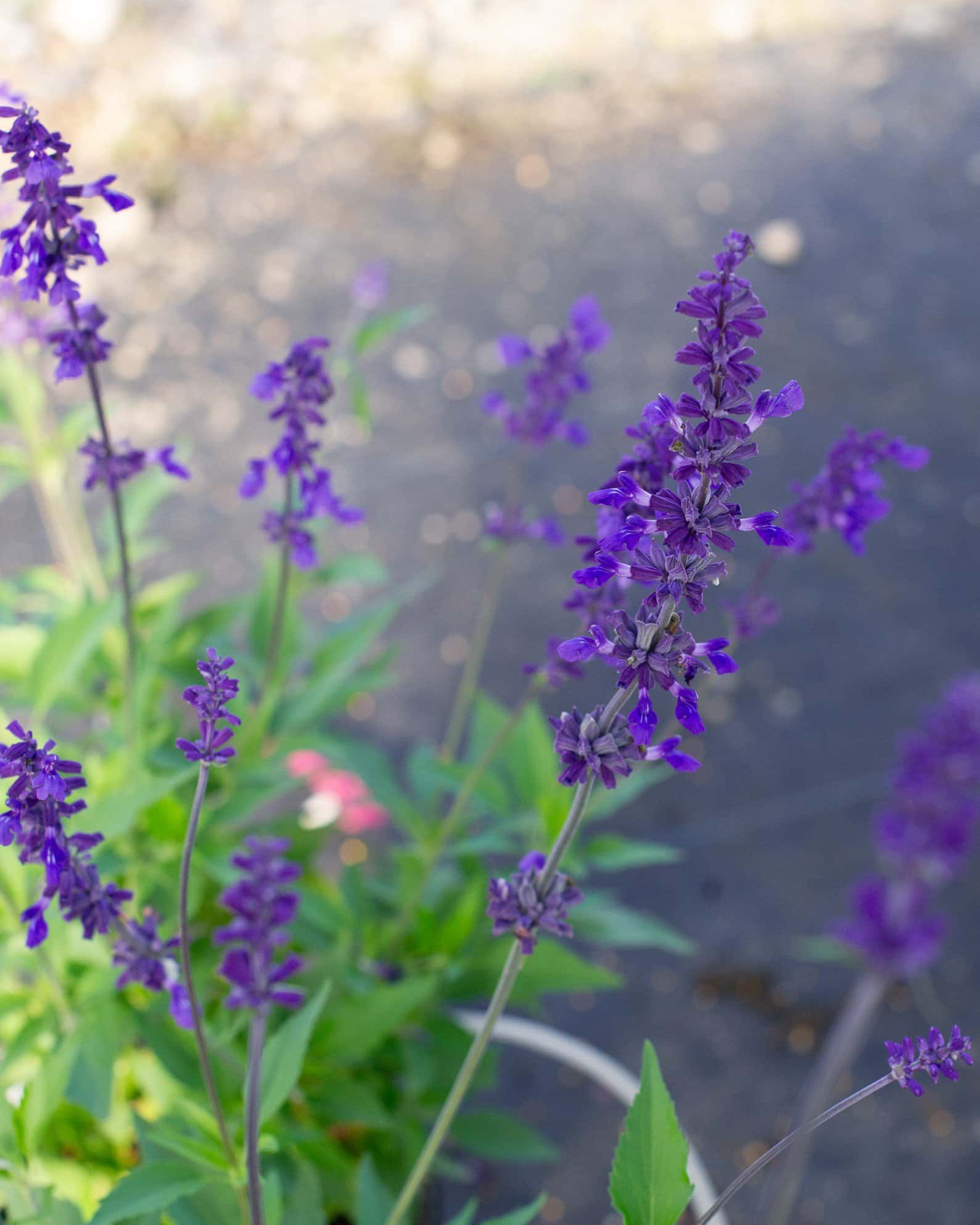 Henry Duelberg Salvia - Image 1