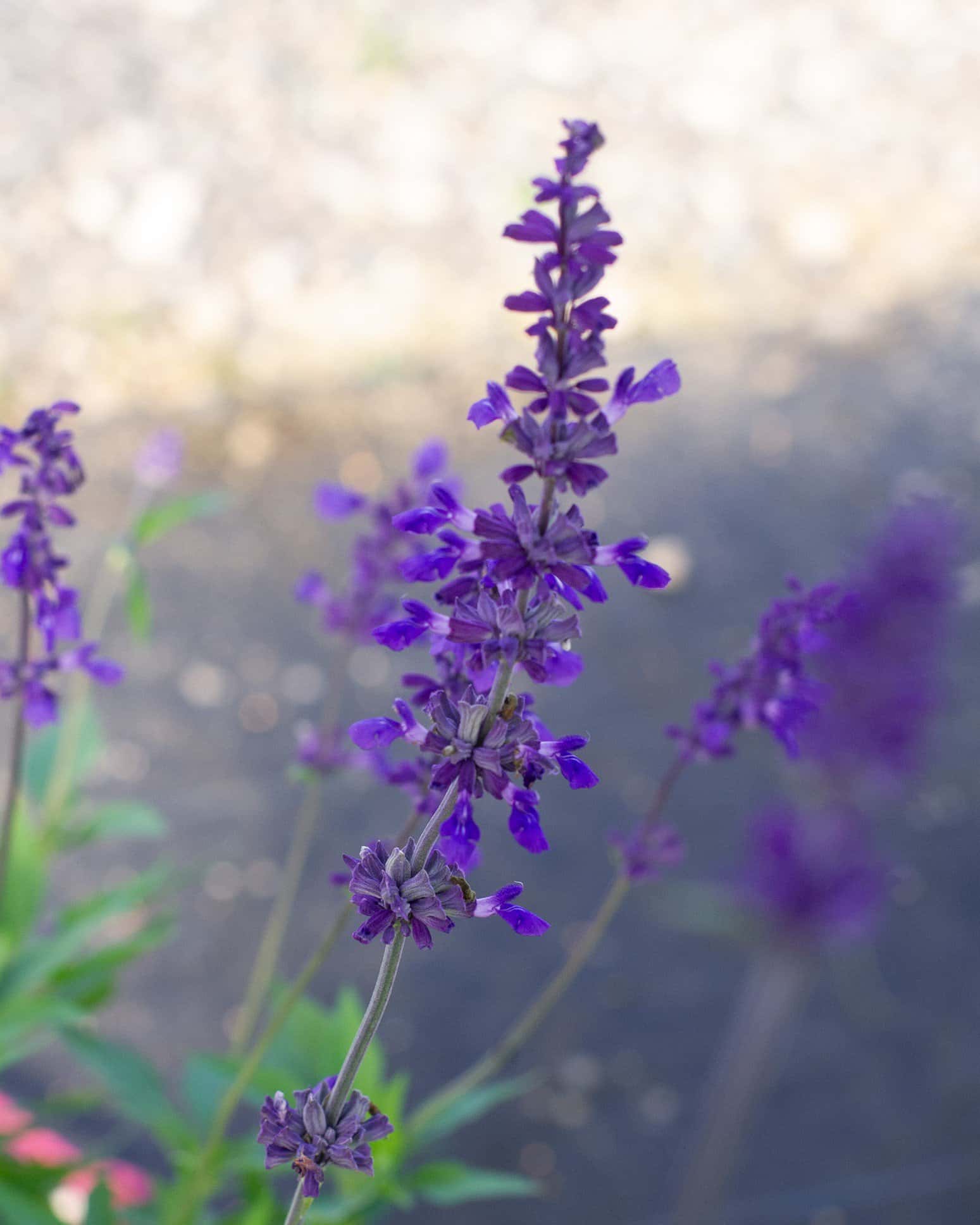 Henry Duelberg Salvia - Image 2