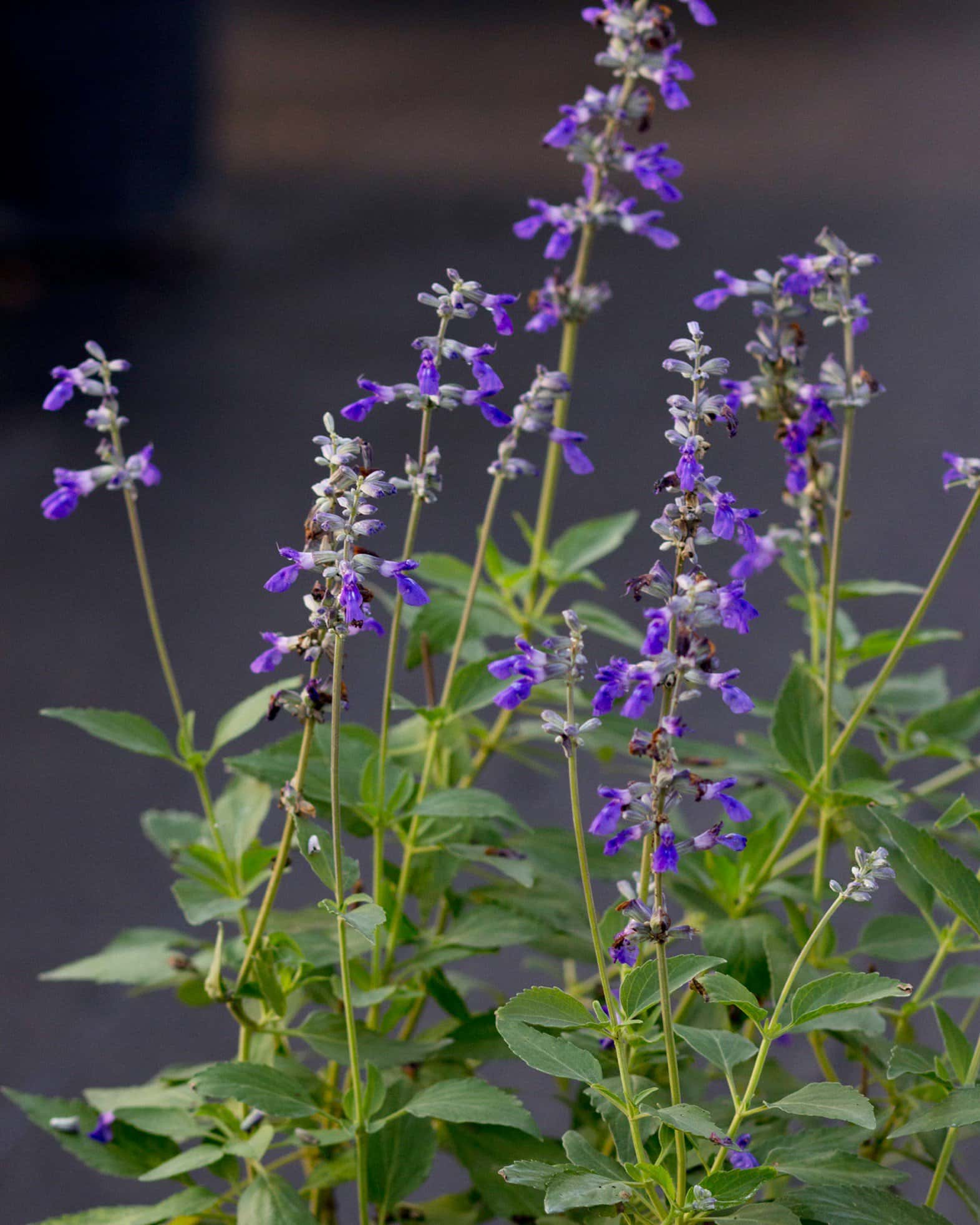 Henry Duelberg Salvia - Image 4