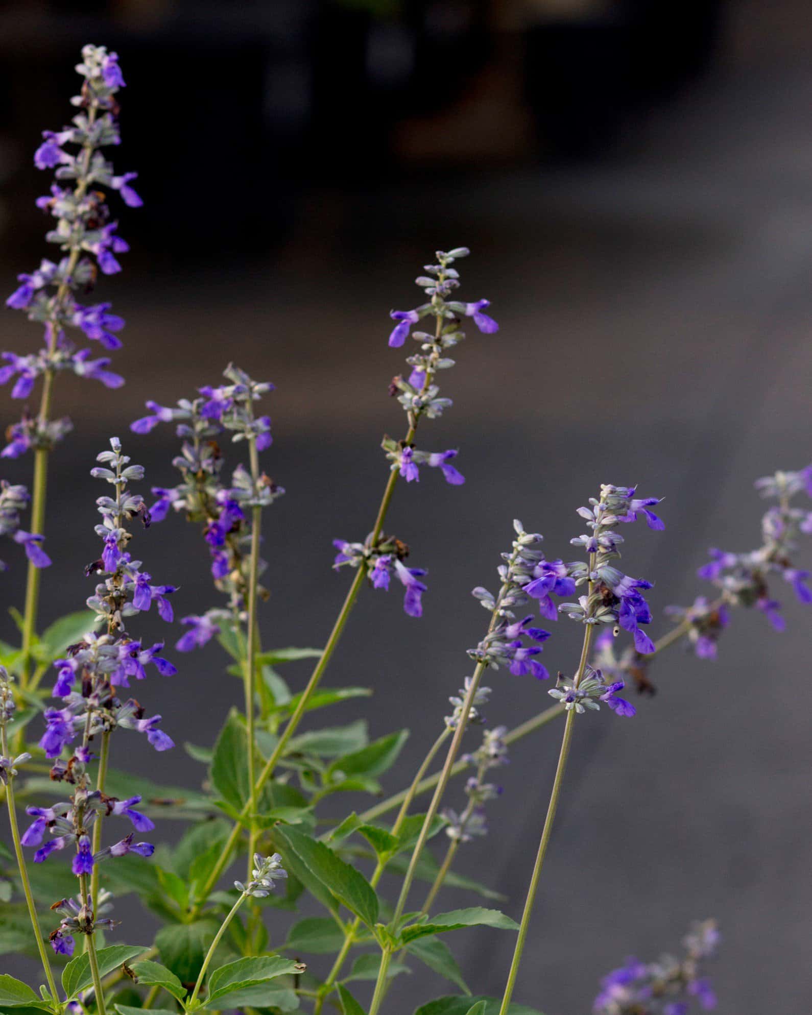 Henry Duelberg Salvia - Image 5