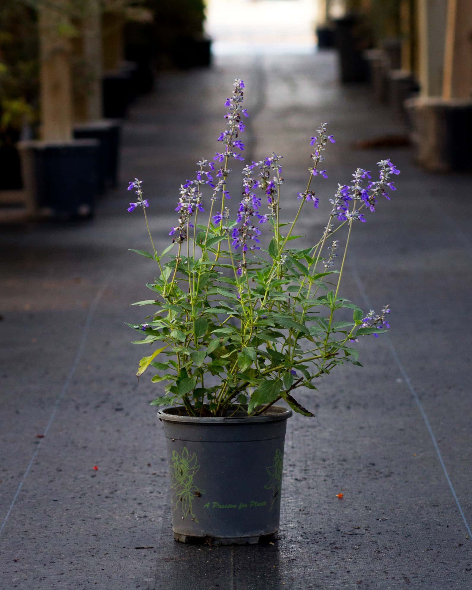 Henry Duelberg Salvia - Image 6