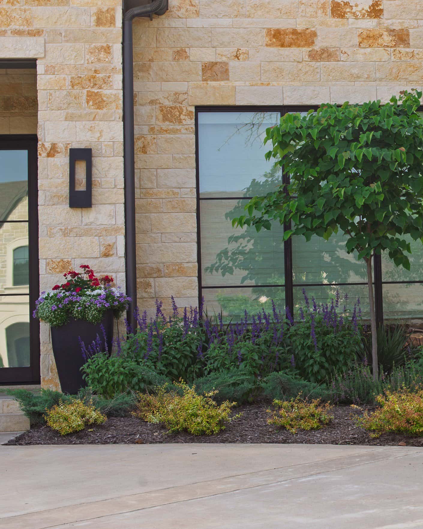 Henry Duelberg Salvia - Image 7