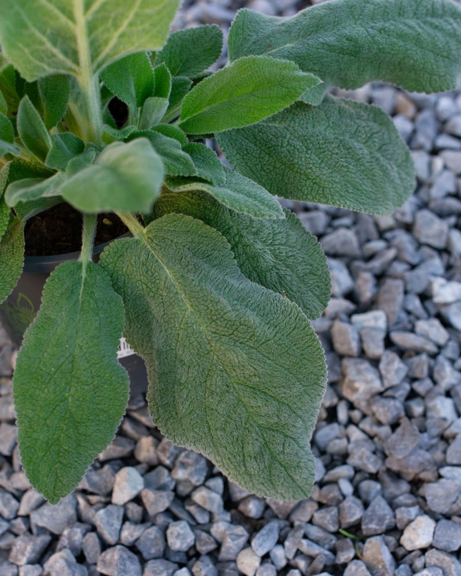Lamb's Ear - Image 3
