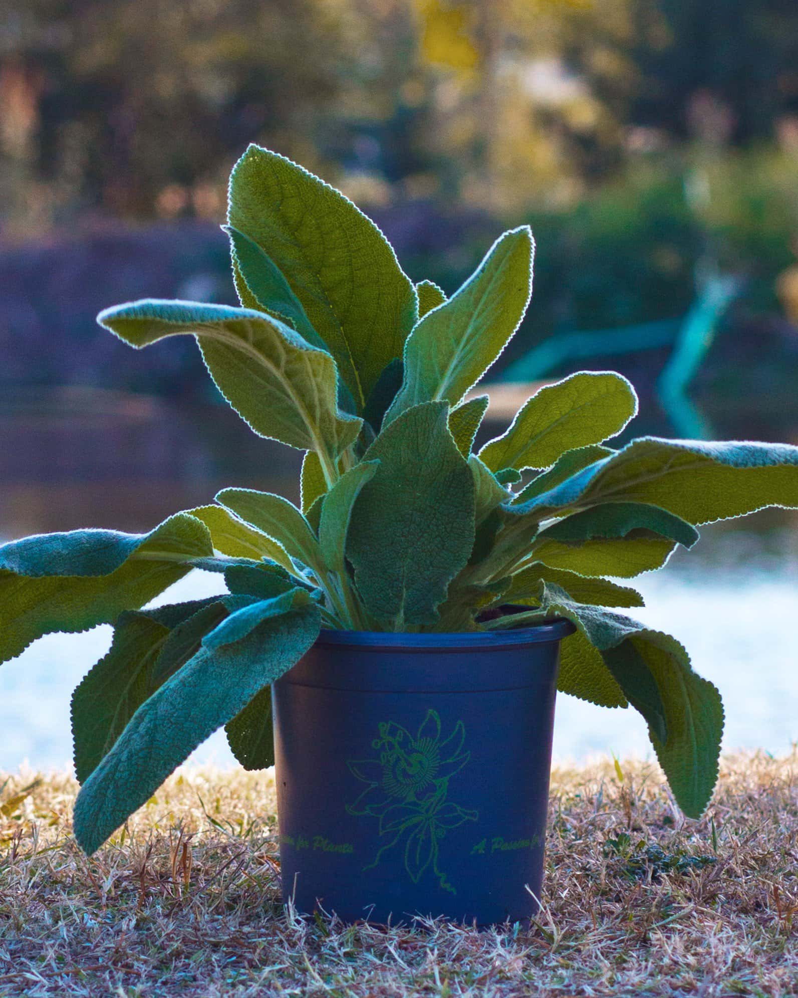 Lamb's Ear - Image 4