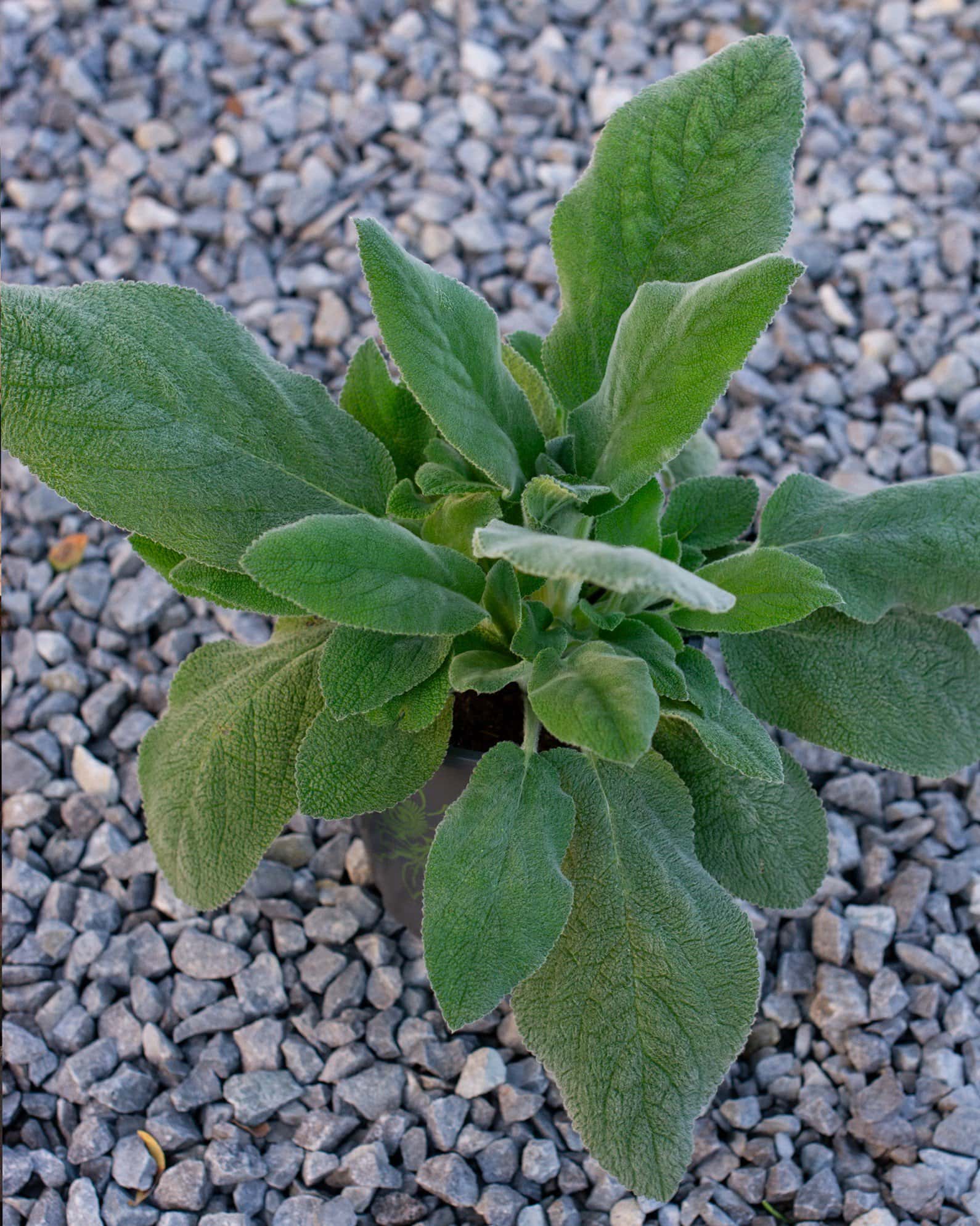 Lamb's Ear - Image 5