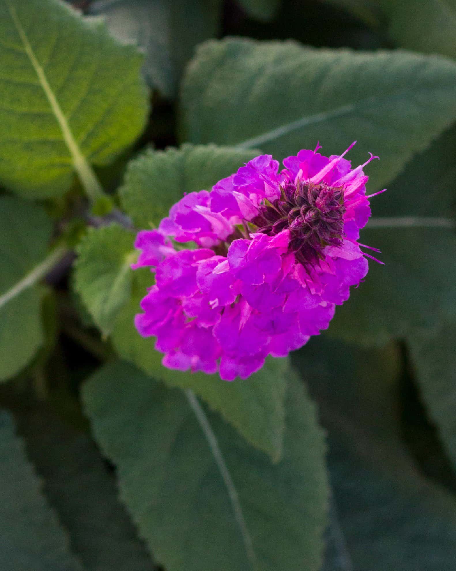 Rose Marvel Salvia - Image 7