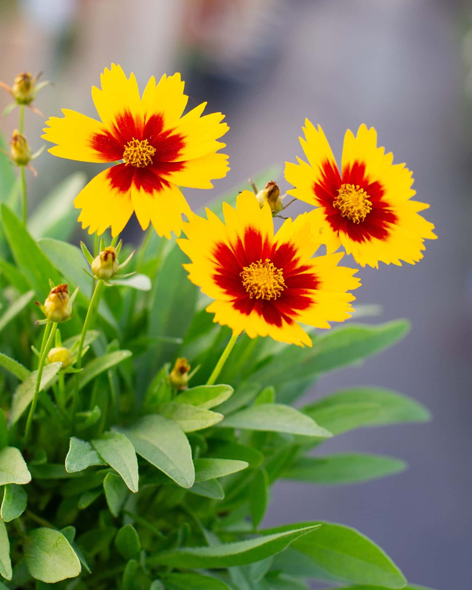 Uptick Gold & Bronze Coreopsis - Image 5