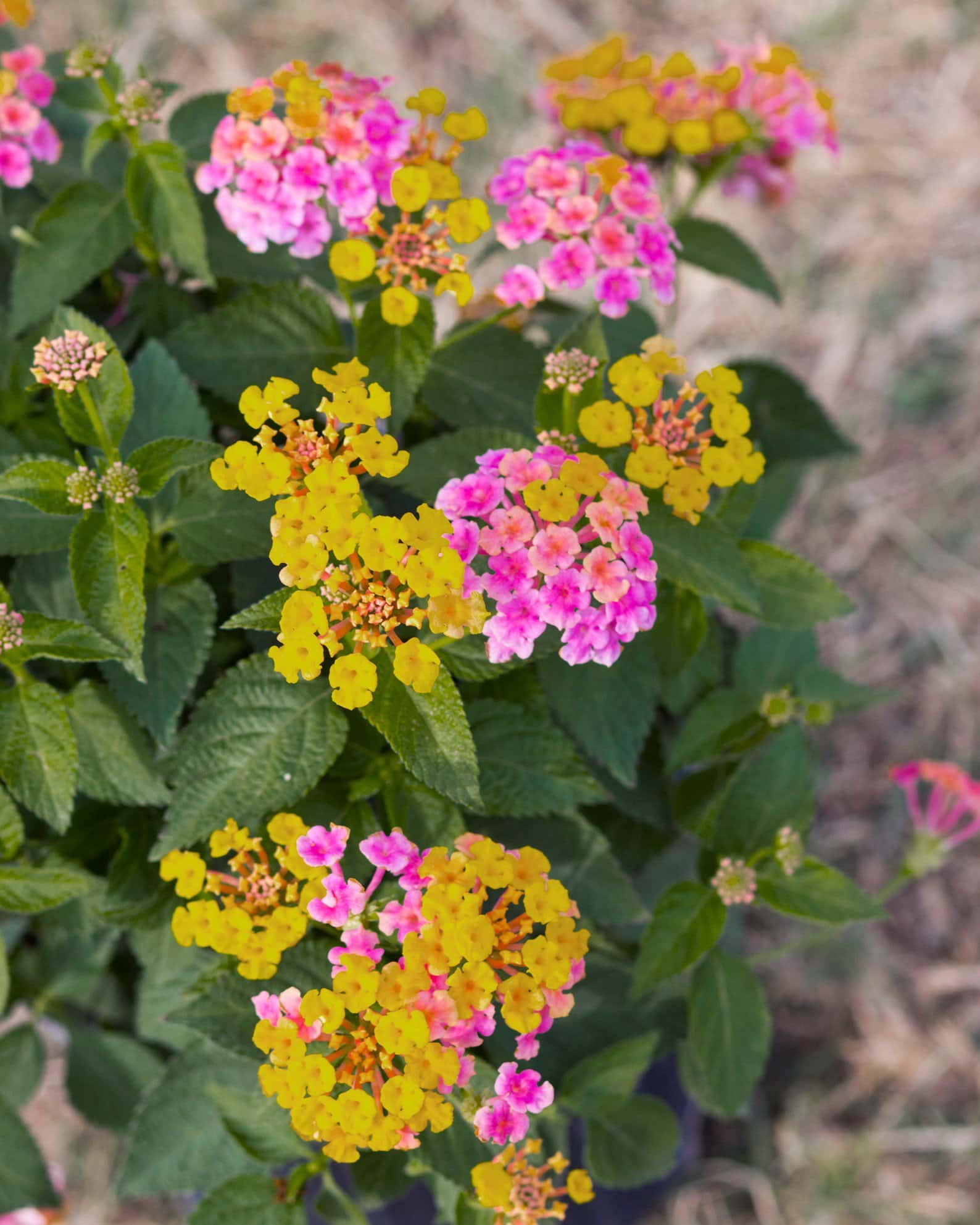 Shamrock Rose Gold Lantana - Image 1