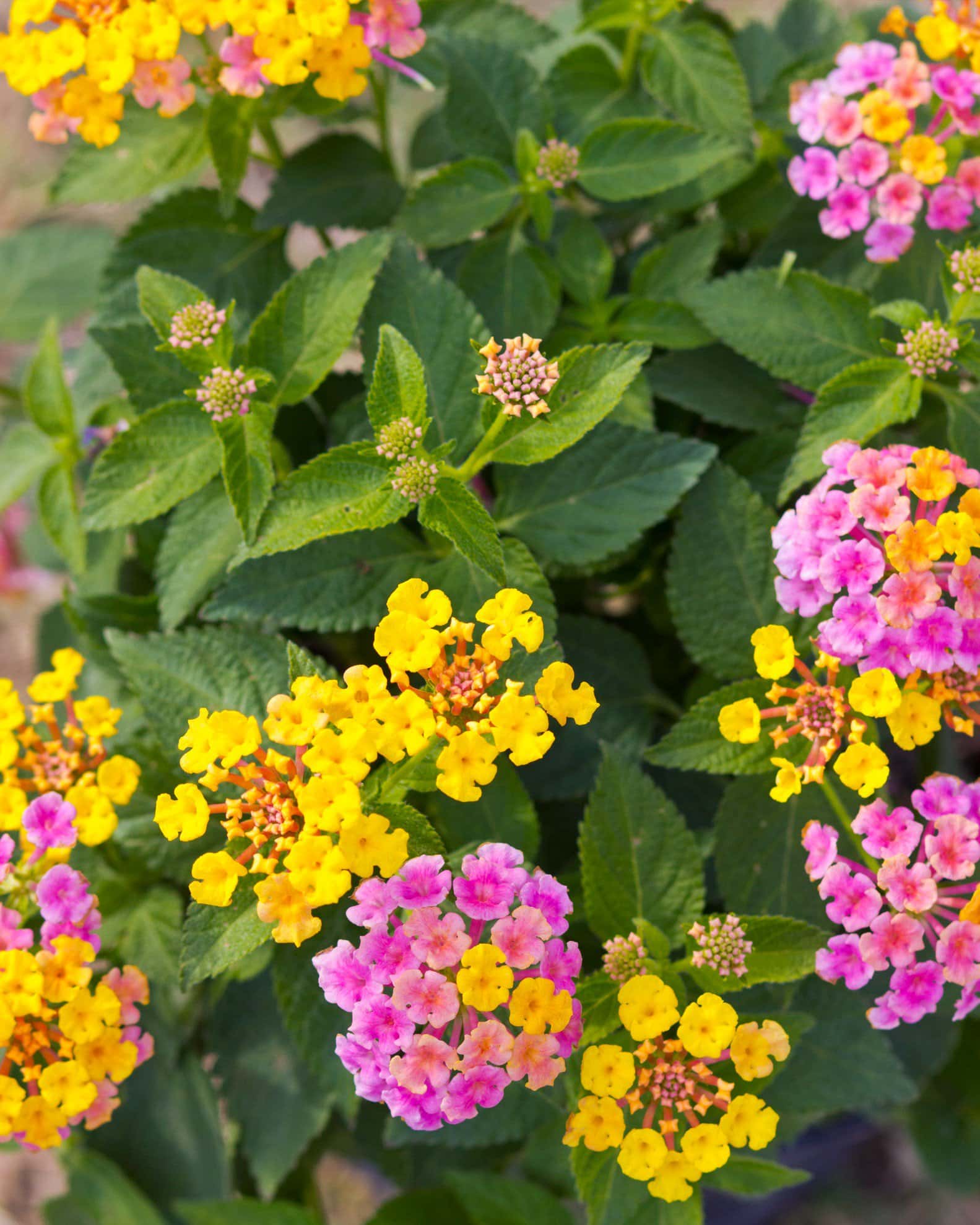 Shamrock Rose Gold Lantana - Image 2