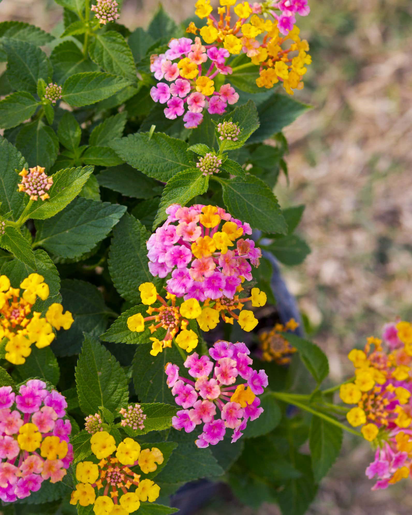 Shamrock Rose Gold Lantana - Image 3
