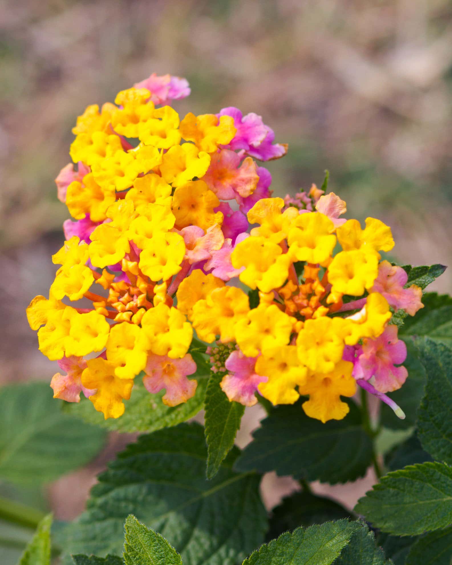 Shamrock Rose Gold Lantana - Image 4