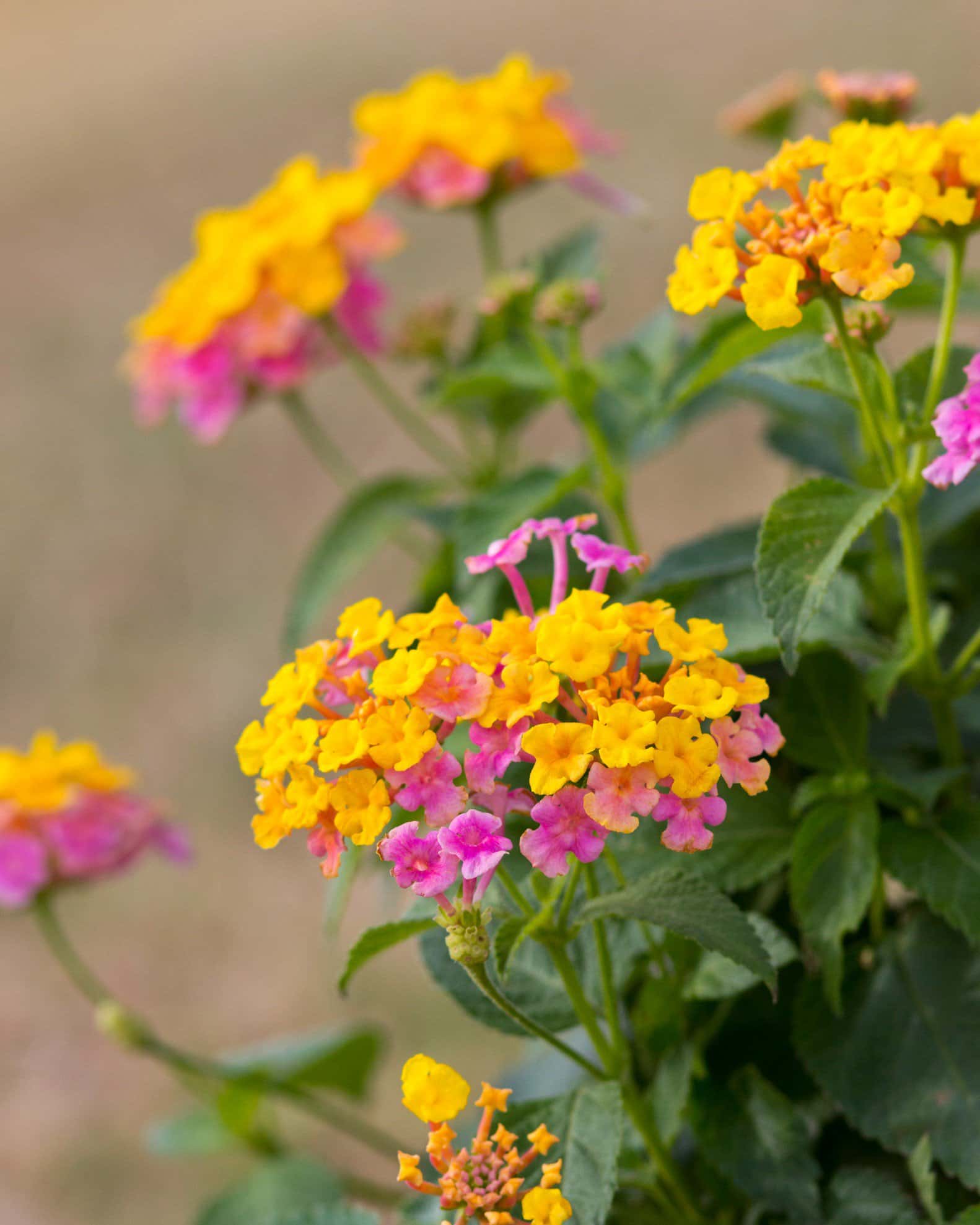 Shamrock Rose Gold Lantana - Image 5