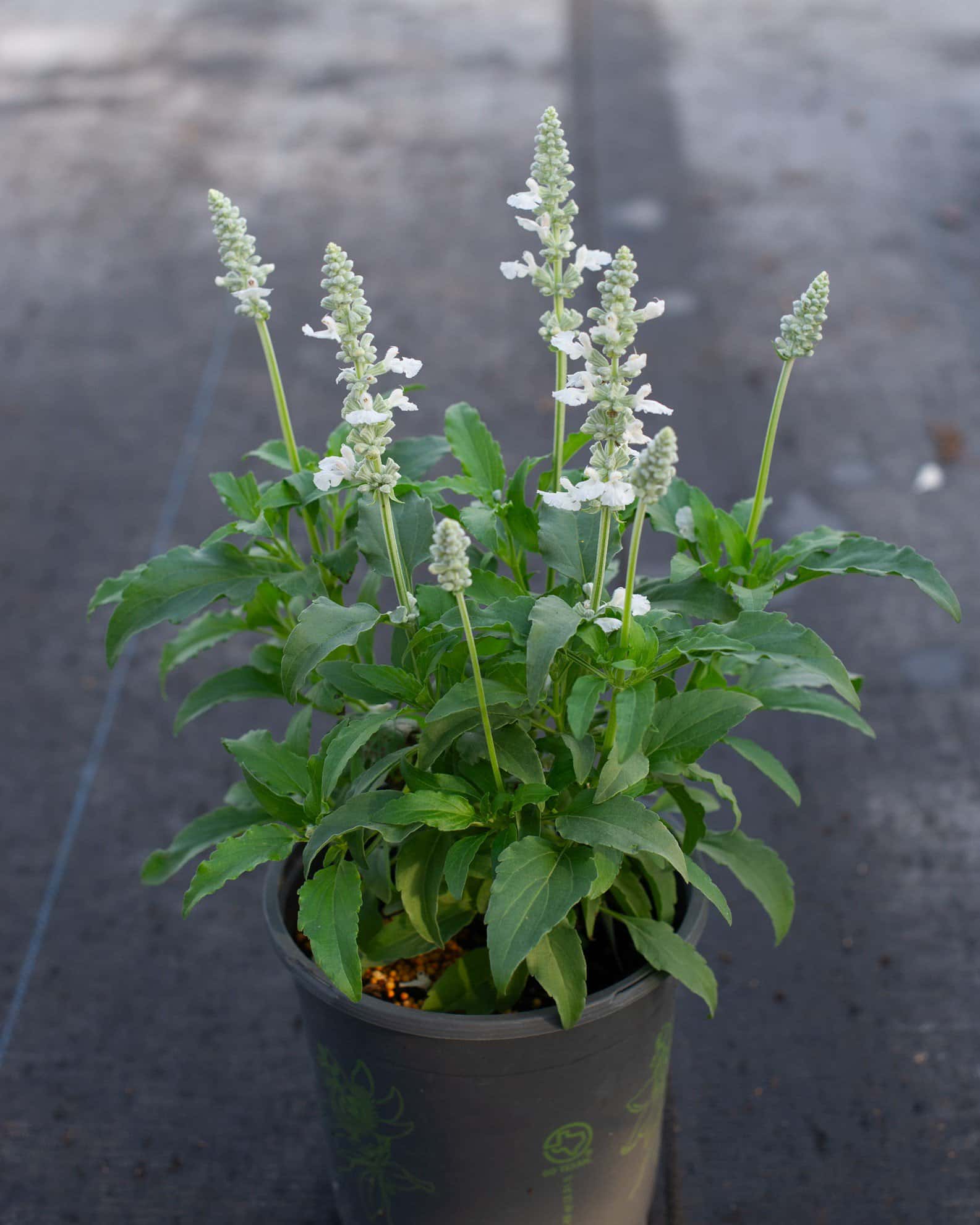 Sallyfun Pure White Salvia - Image 1