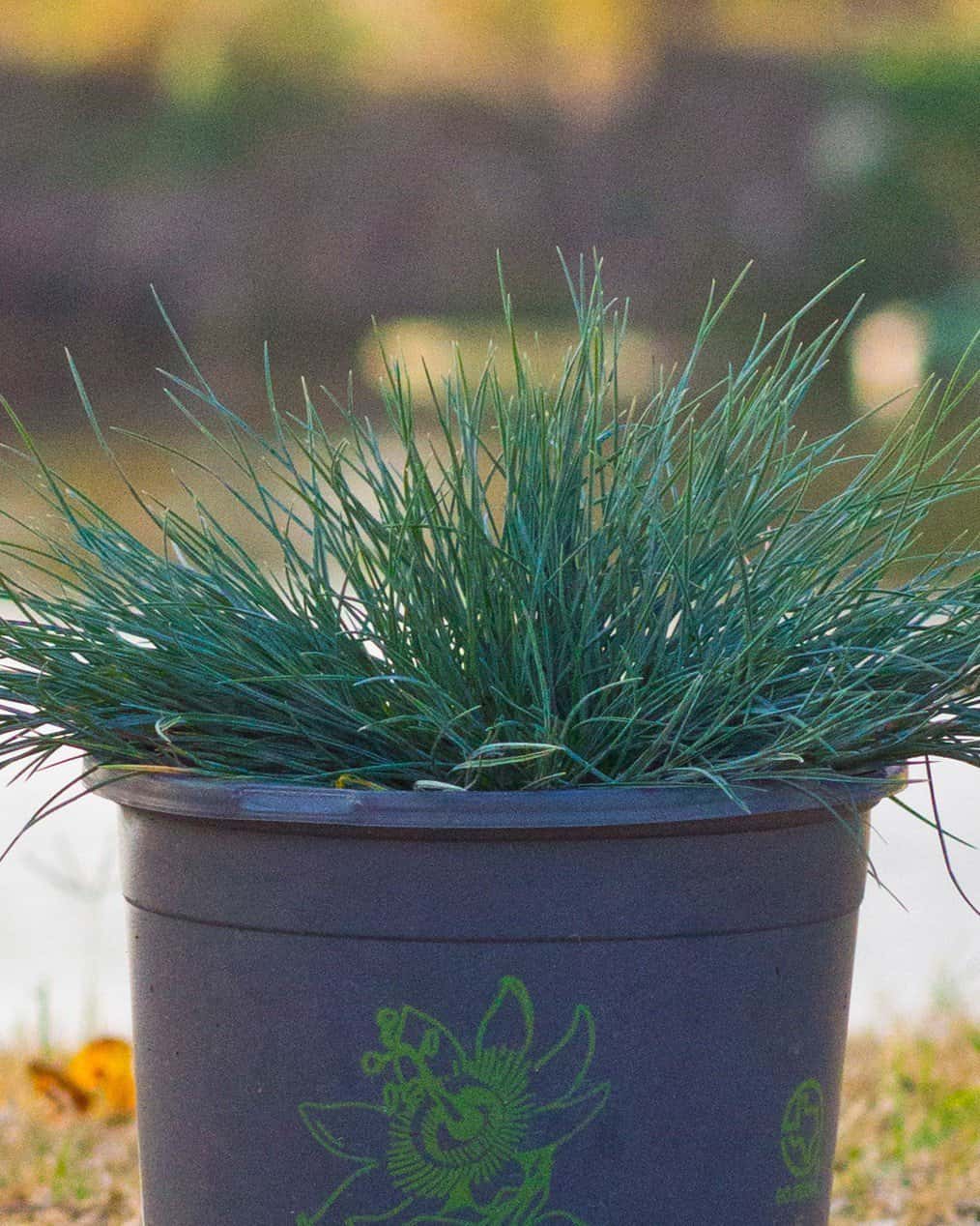 Cool as Ice Blue Fescue - Main Image