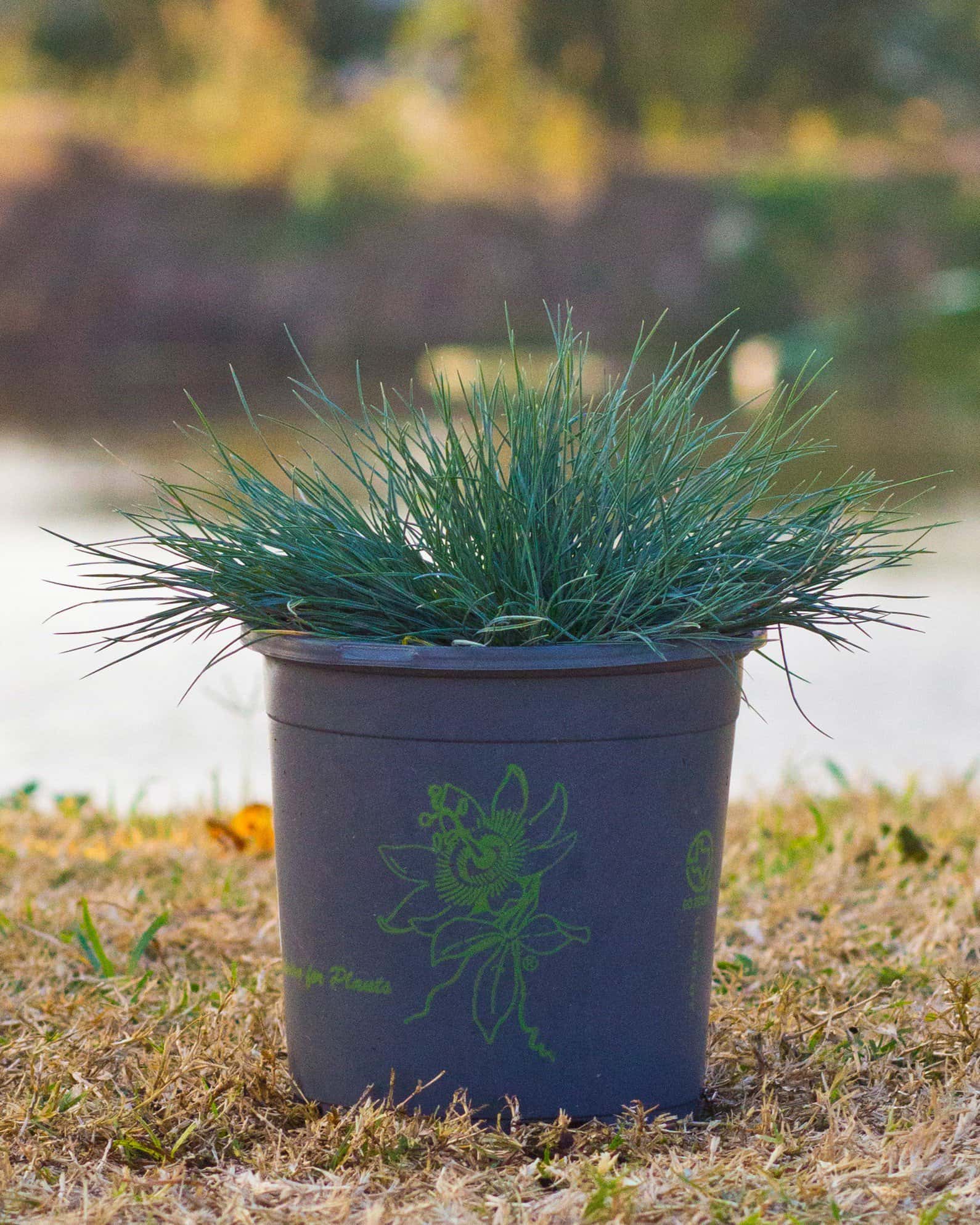 Cool as Ice Blue Fescue - Image 1