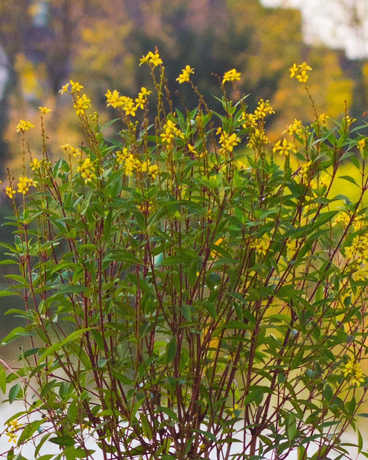 Golden Thryallis - Main Image