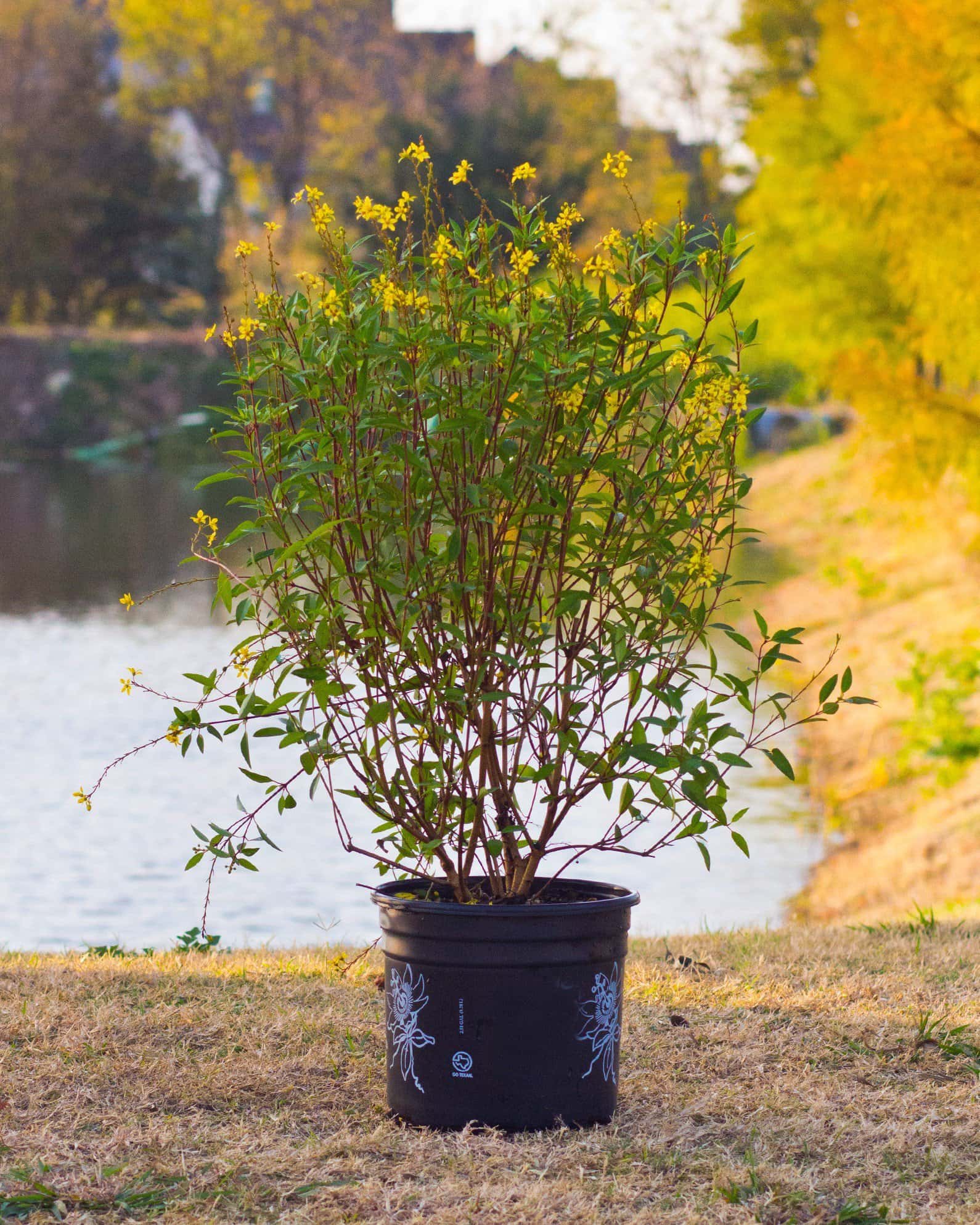 Golden Thryallis - Image 1