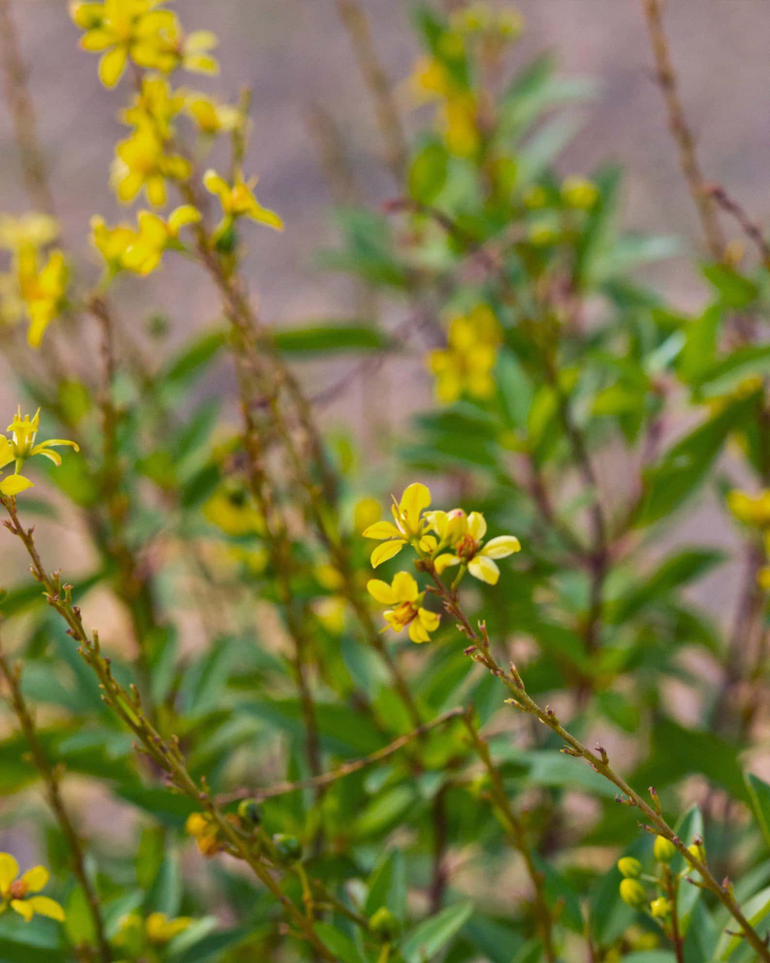 Golden Thryallis - Image 3